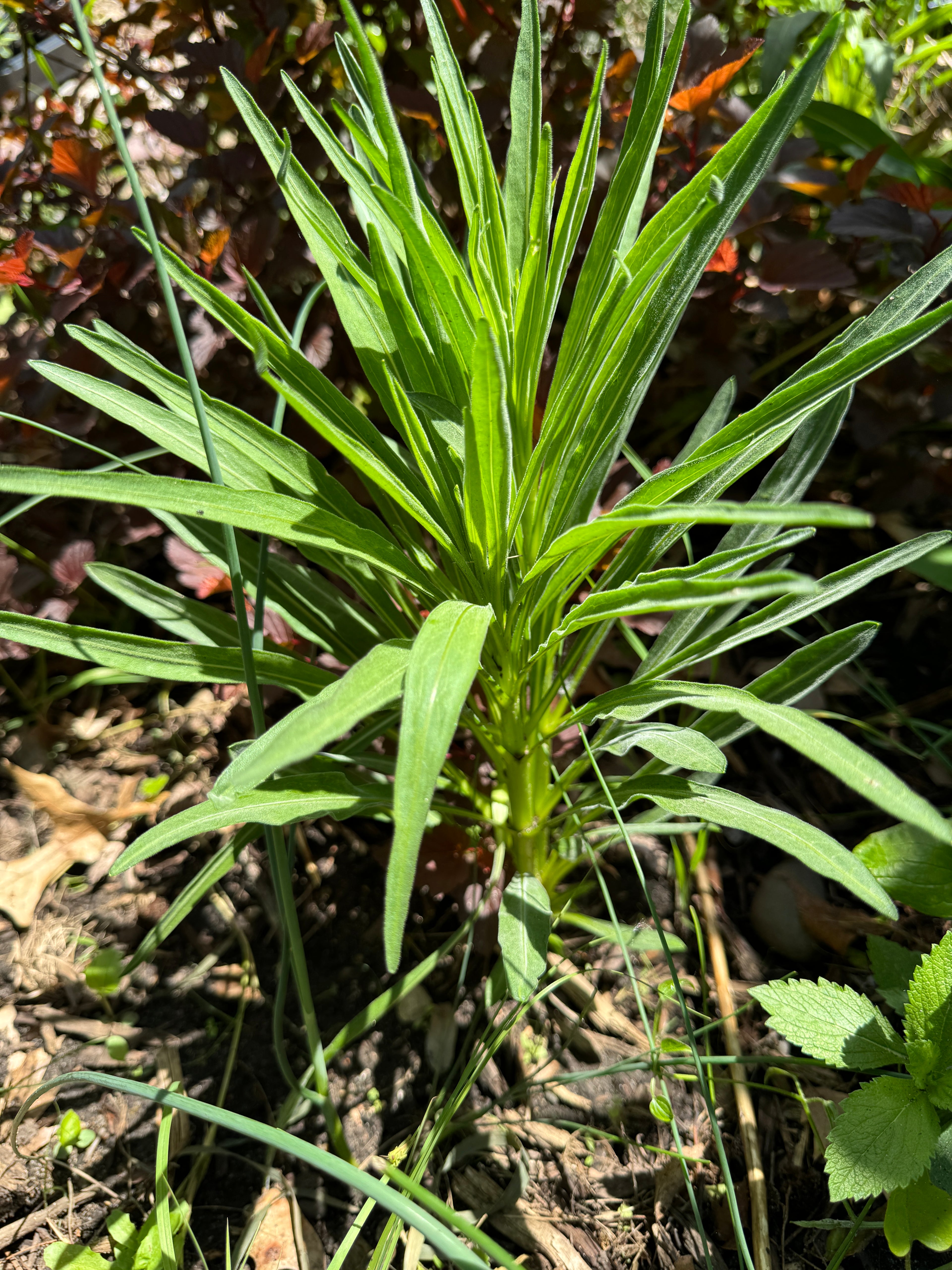 Meadow Blazing Star (Liatris Ligulistylis)