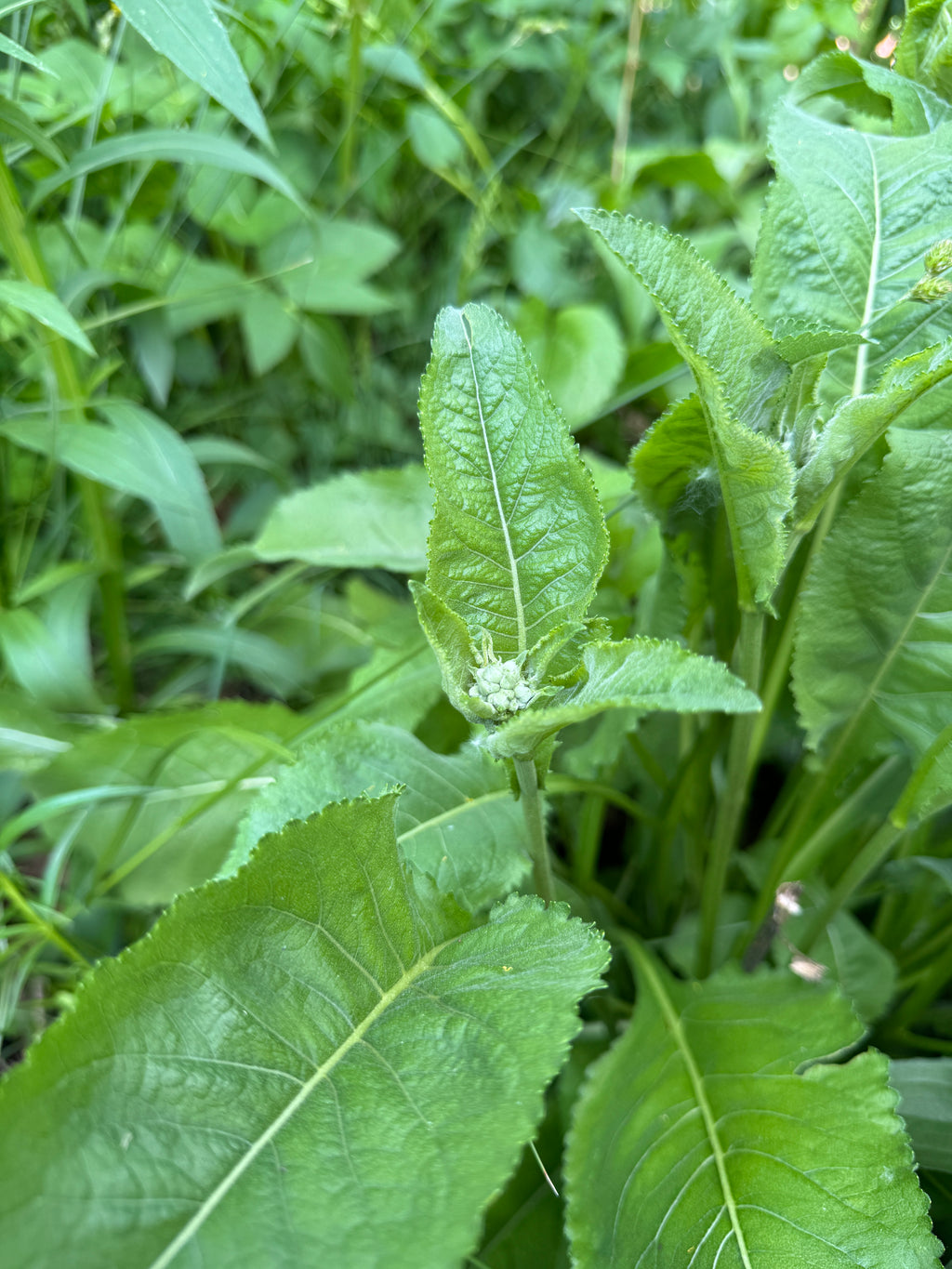 Wild Quinine (Parthenium Integrifolium)