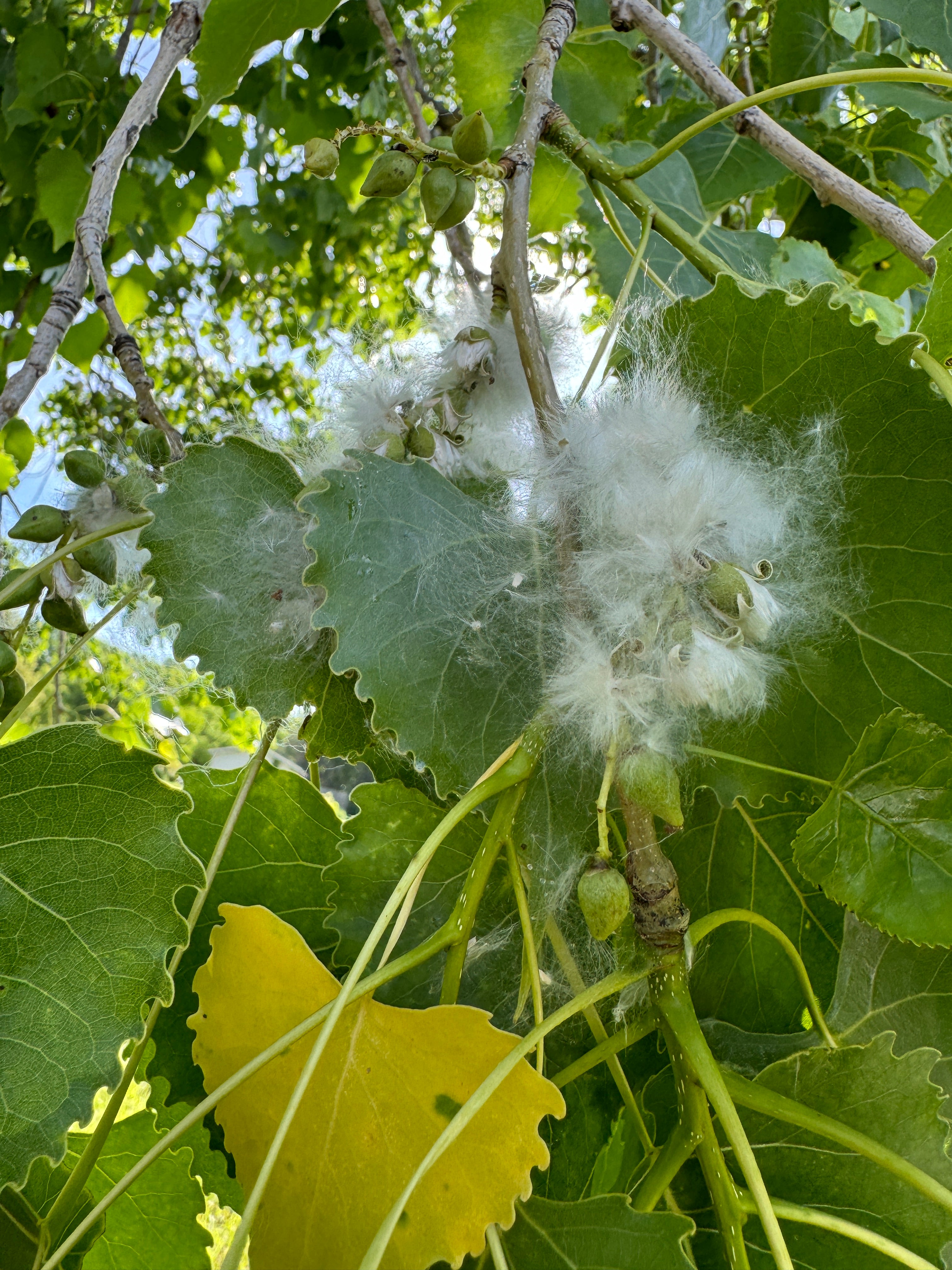 Cottonwood (Populus Deltoides)