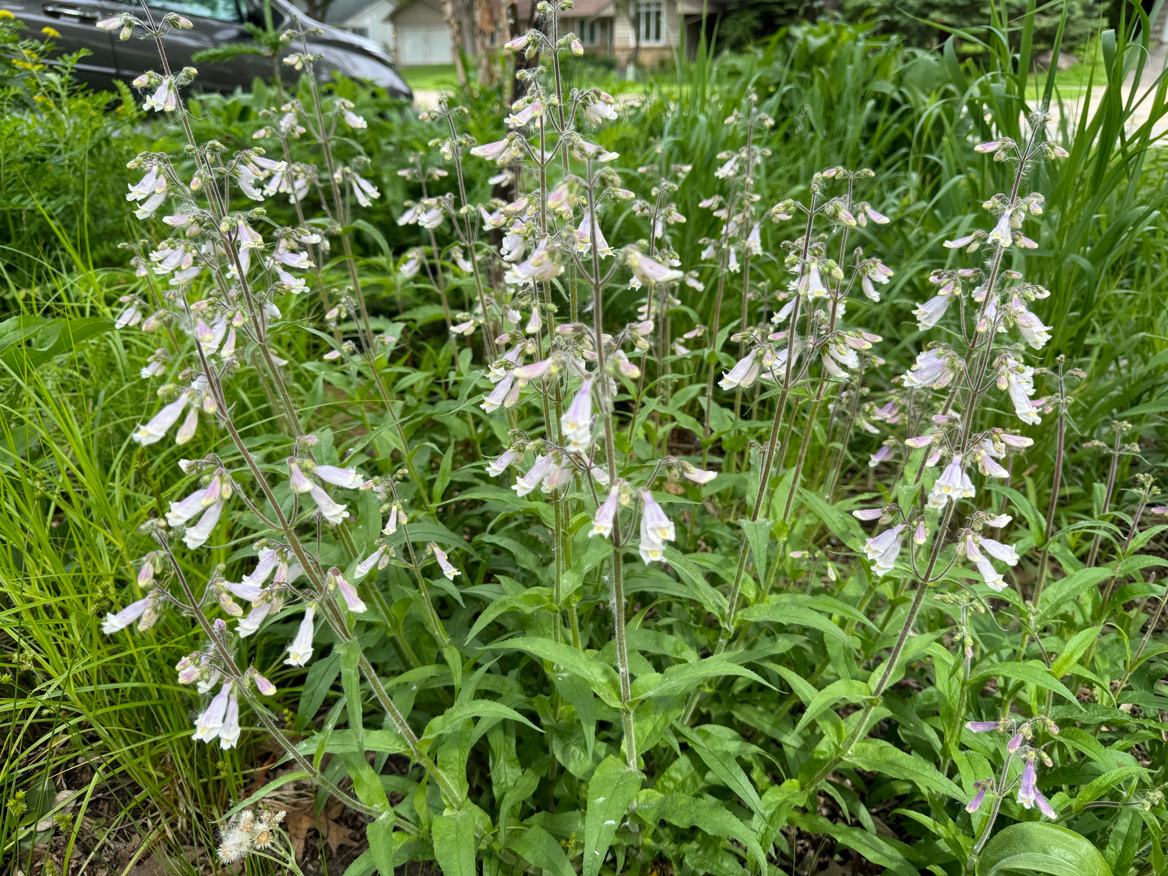 Hairy Beardtongue (Penstemon Hirsutus)