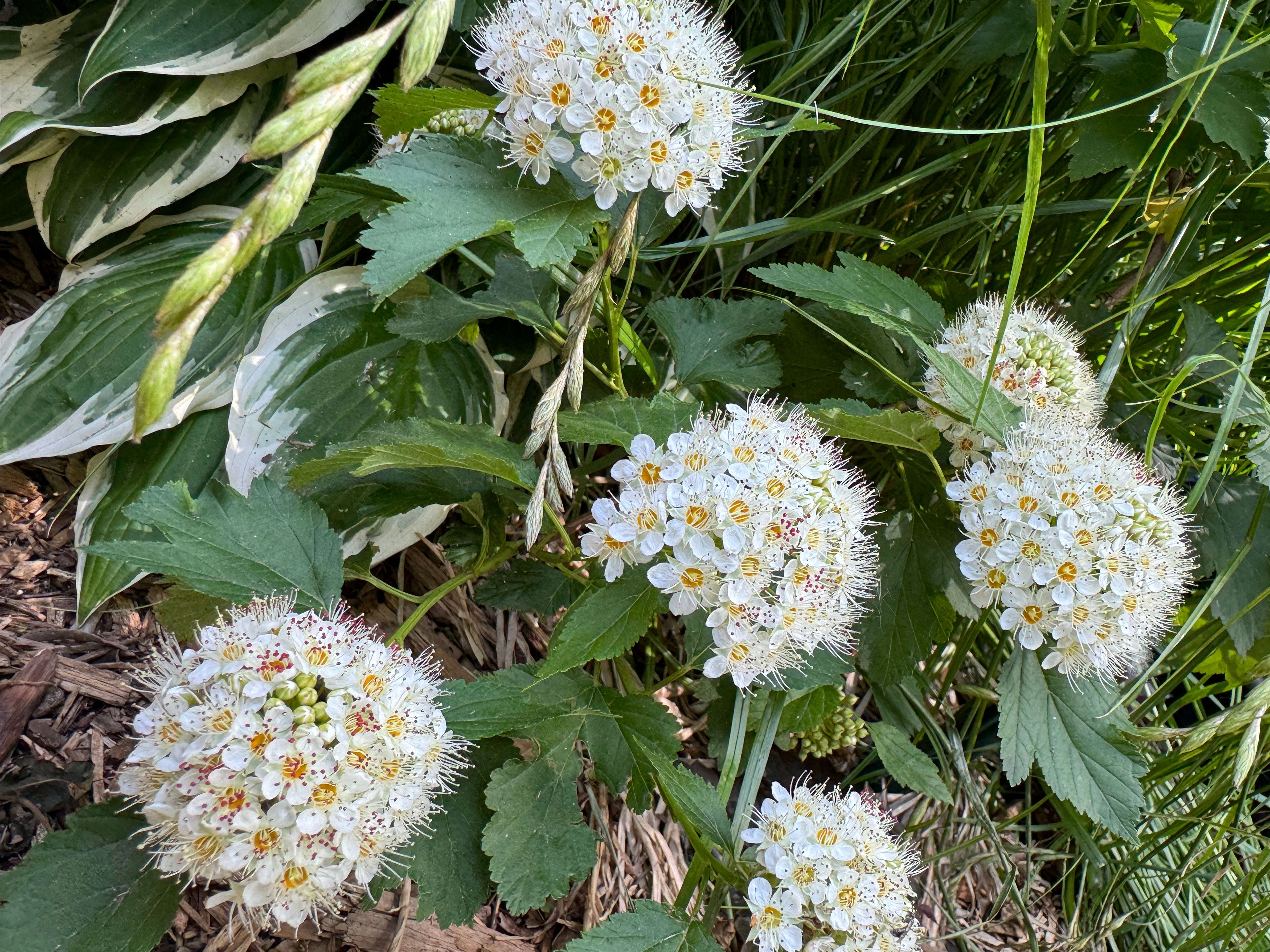 Ninebark (Physocarpus Opulifolius)