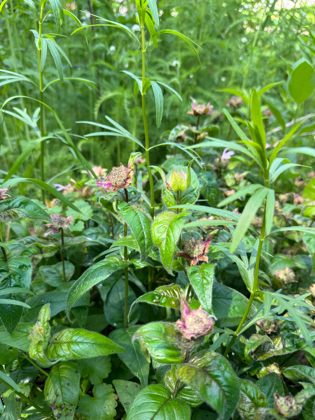 Bradbury Bee Balm (Monarda bradburiana)