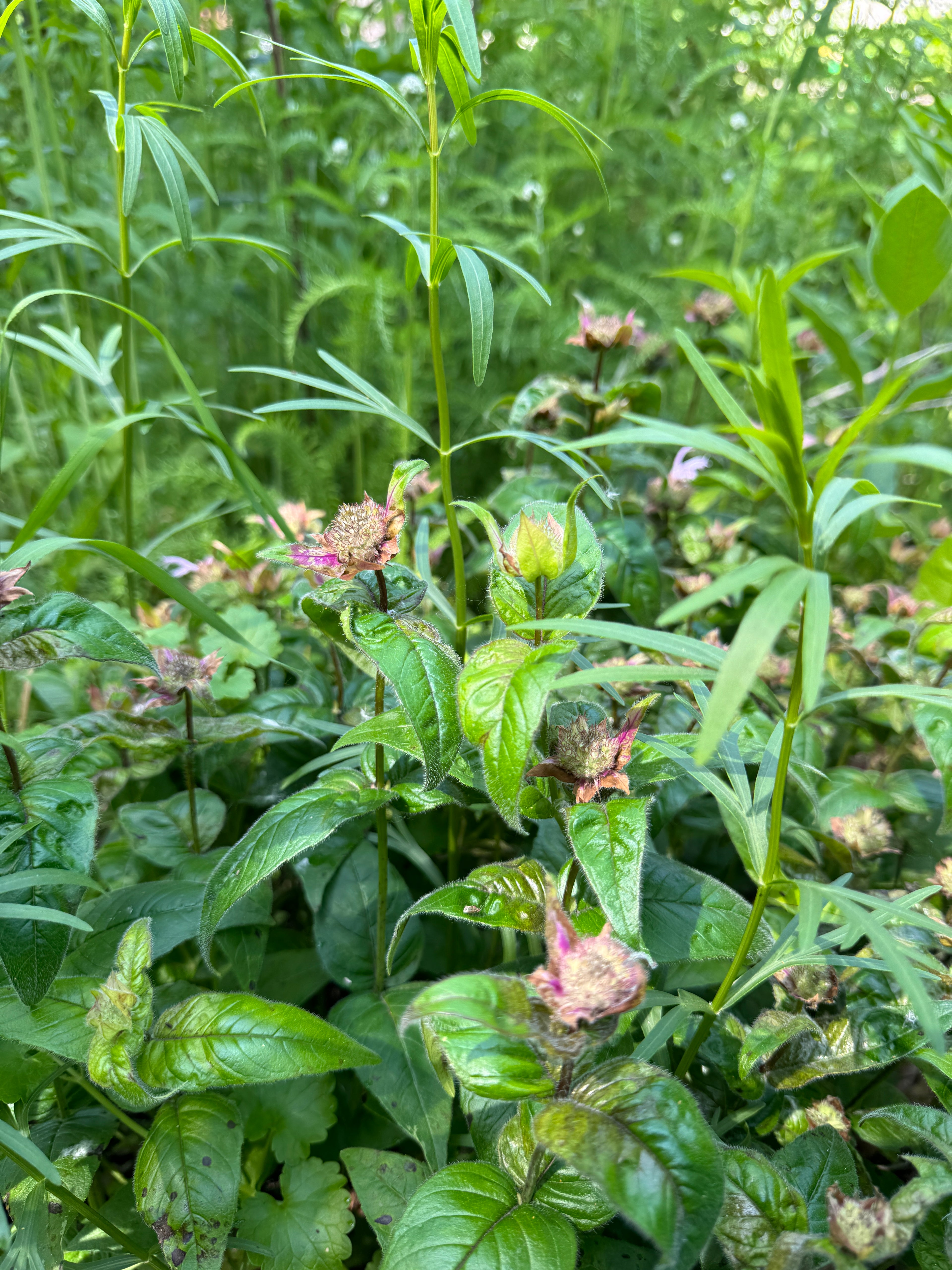 Bradbury Bee Balm (Monarda bradburiana)