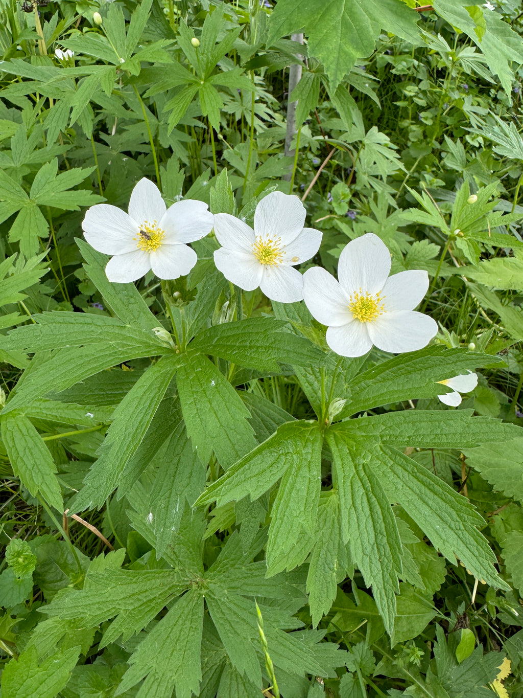 Canada Anemone (Anemone Canadensis)
