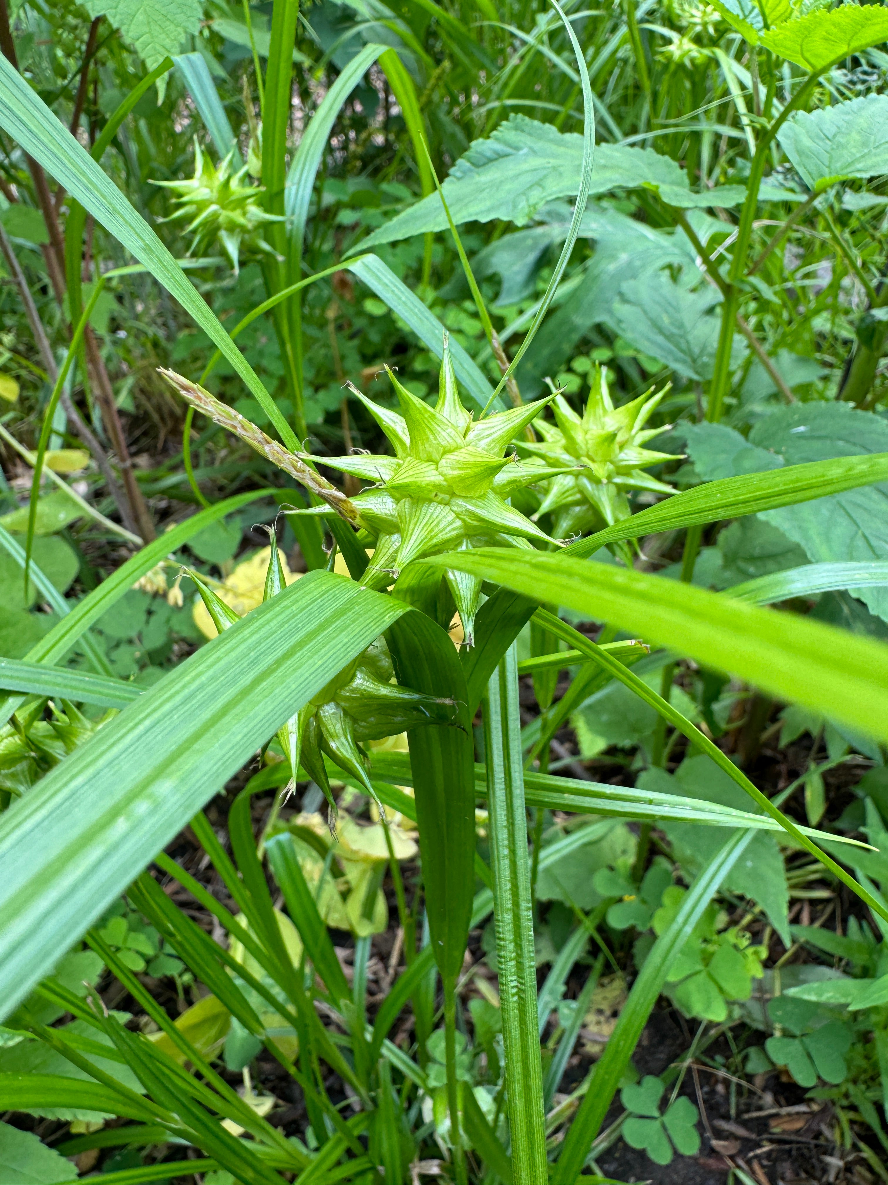 Gray's Sedge (Carex Grayi)