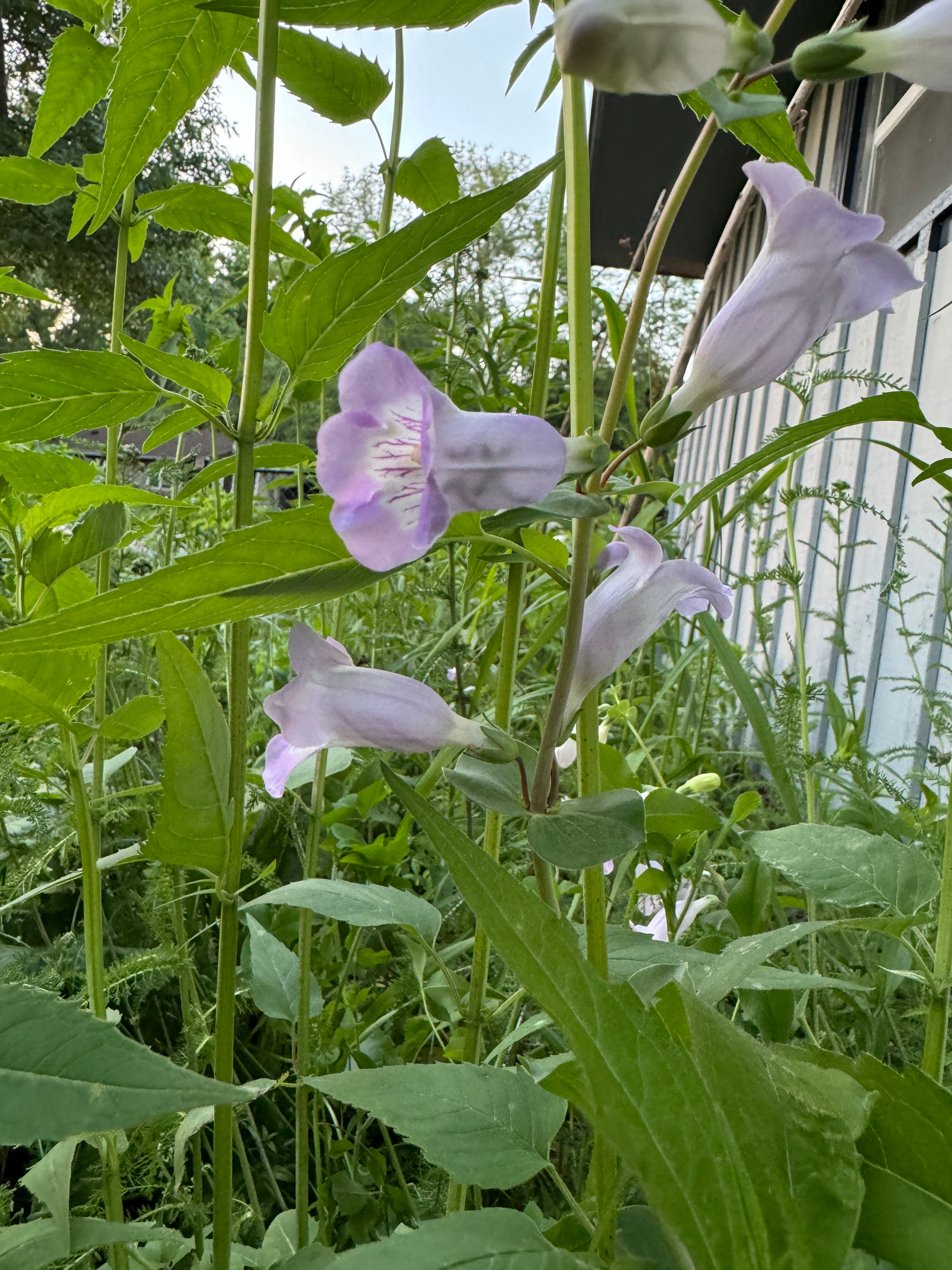 Large-Flowered Beardtongue (Penstemon Grandiflorus)