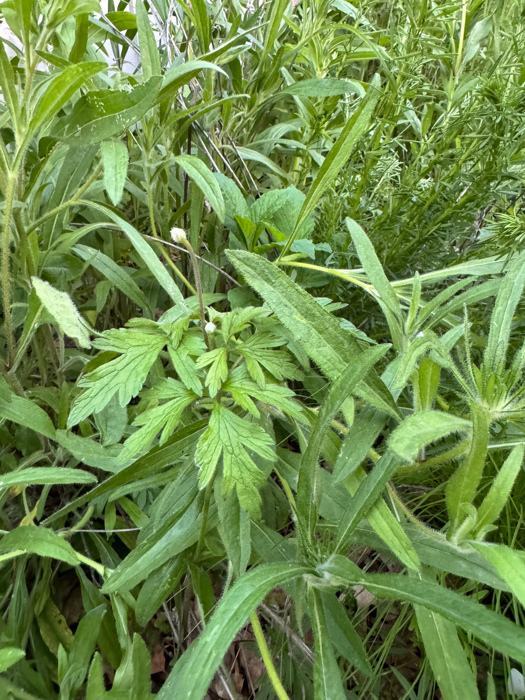 Tall Thimbleweed (Anemone Virginiana)