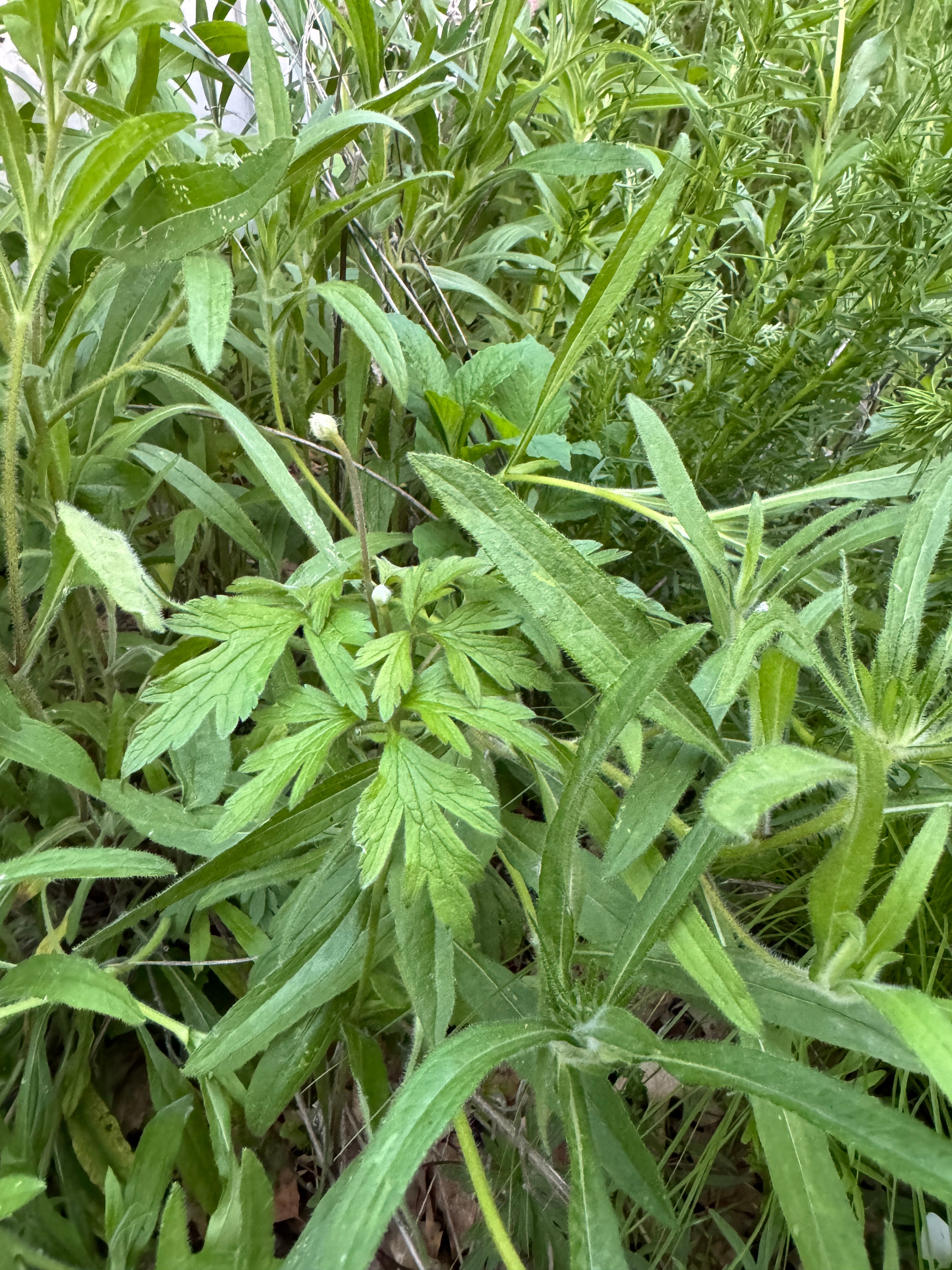 Tall Thimbleweed (Anemone Virginiana)