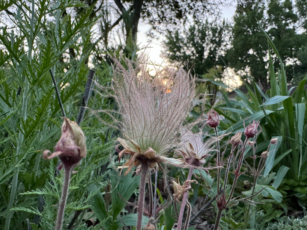 Prairie Smoke (Geum Triflorum)
