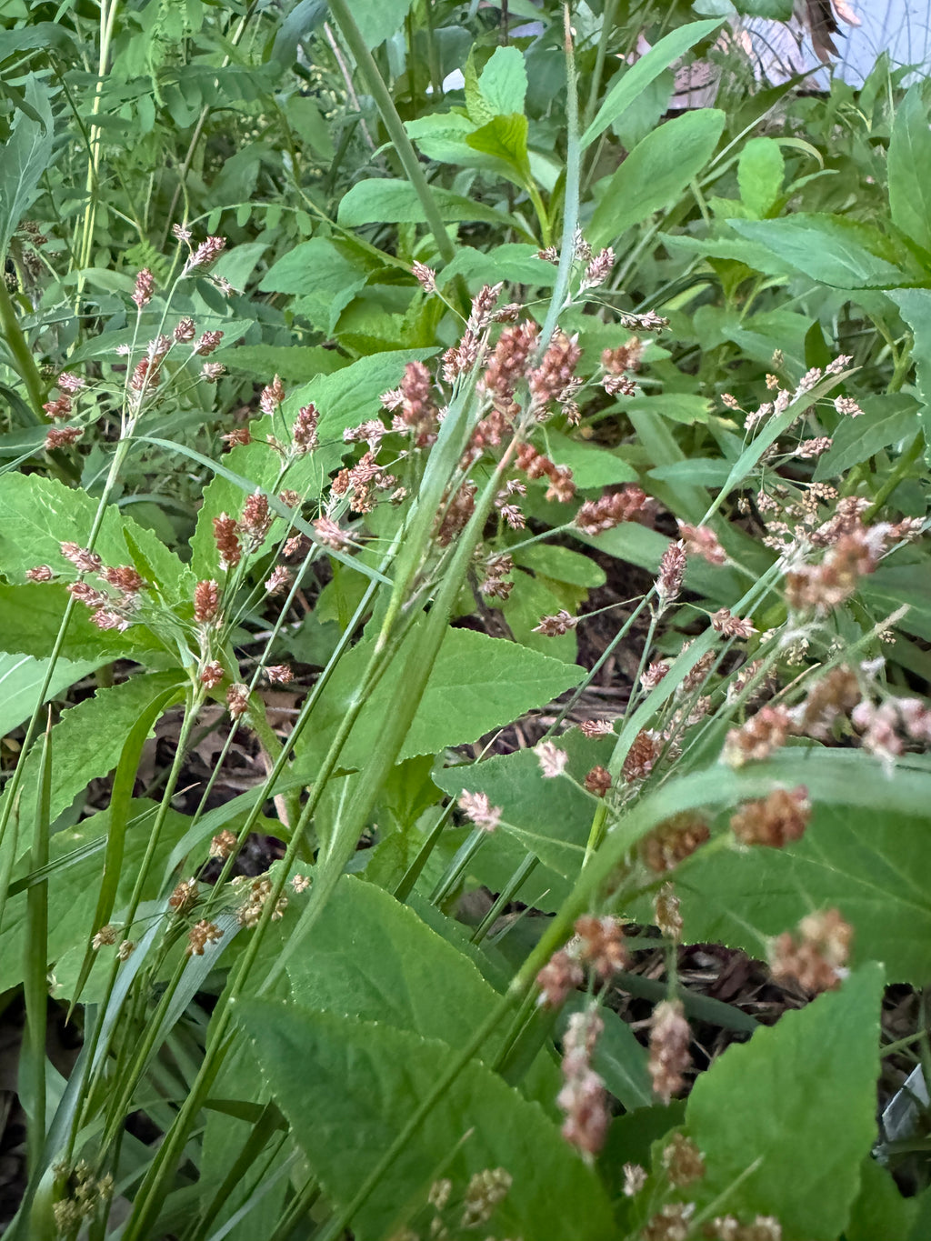Many-flowered Woodrush (Luzula Multiflora)