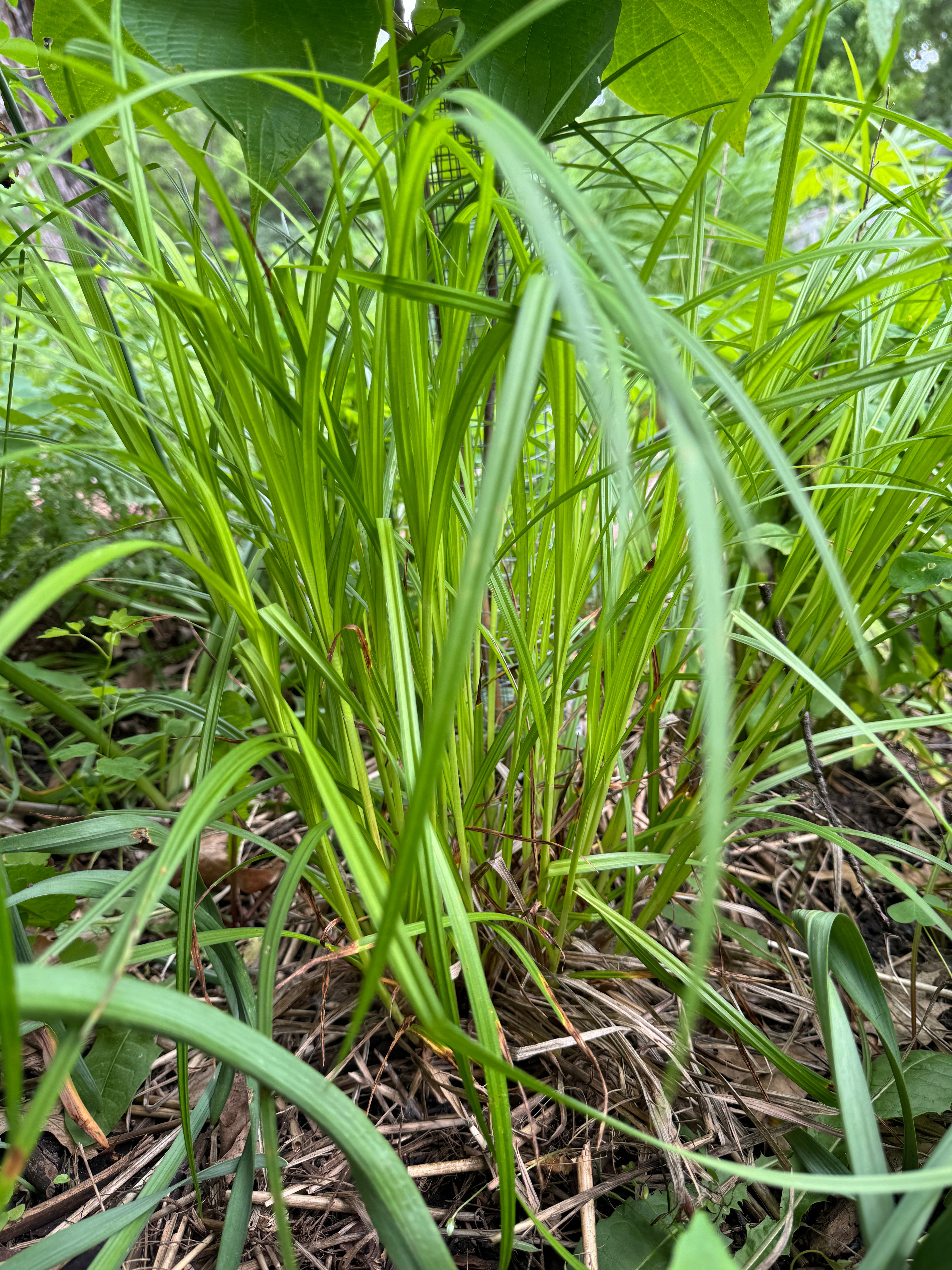 Frank's Sedge (Carex Frankii)