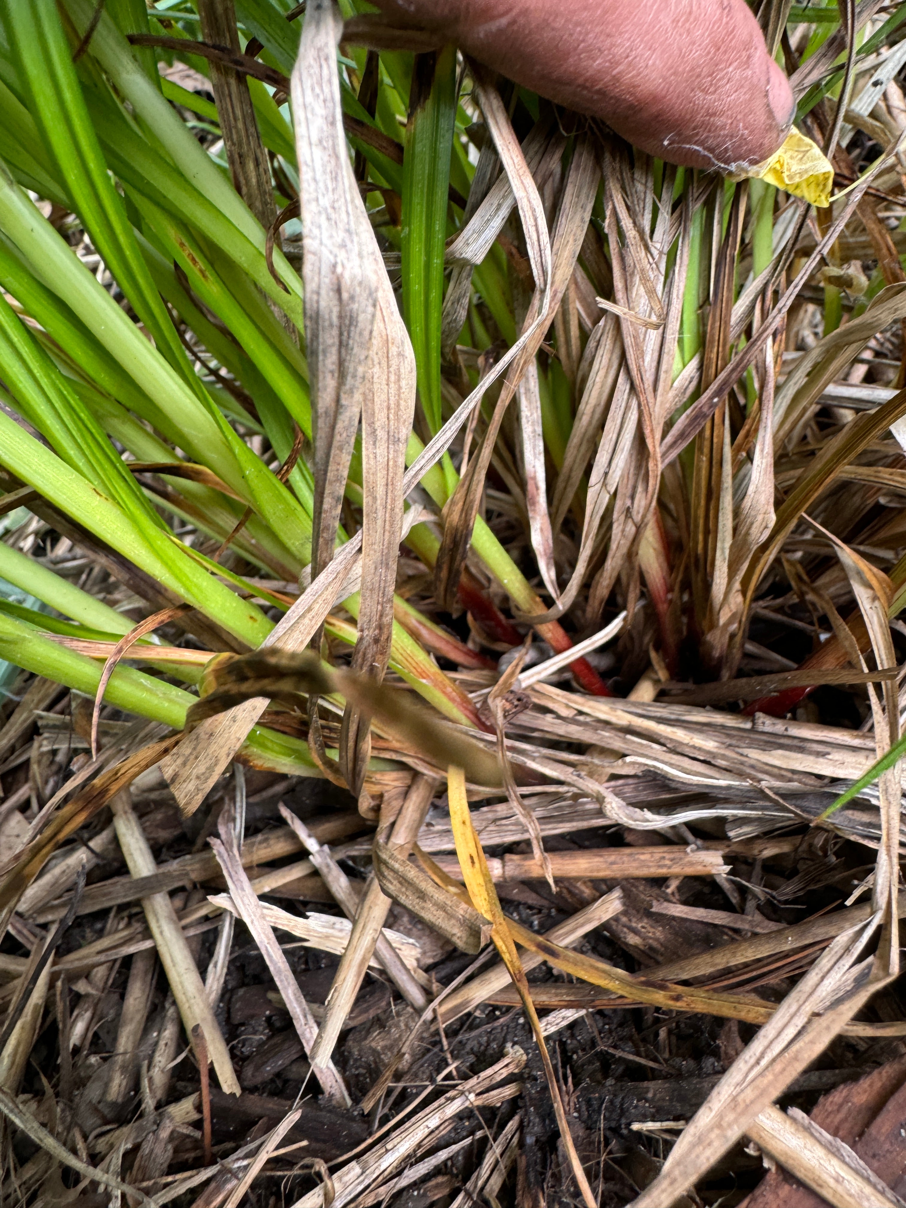 Frank's Sedge (Carex Frankii)