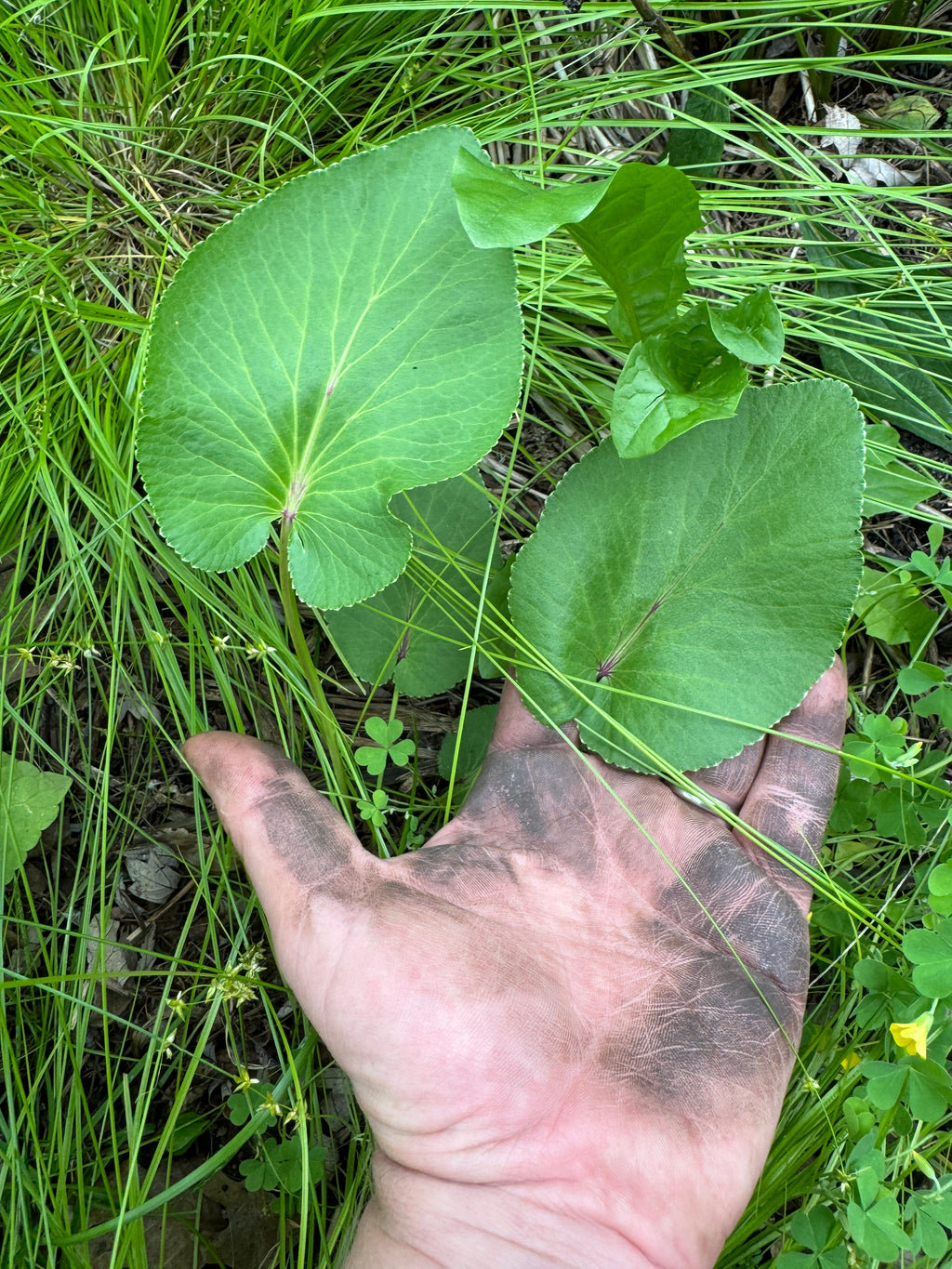 Heart-leaved Alexanders (Zizia aptera)