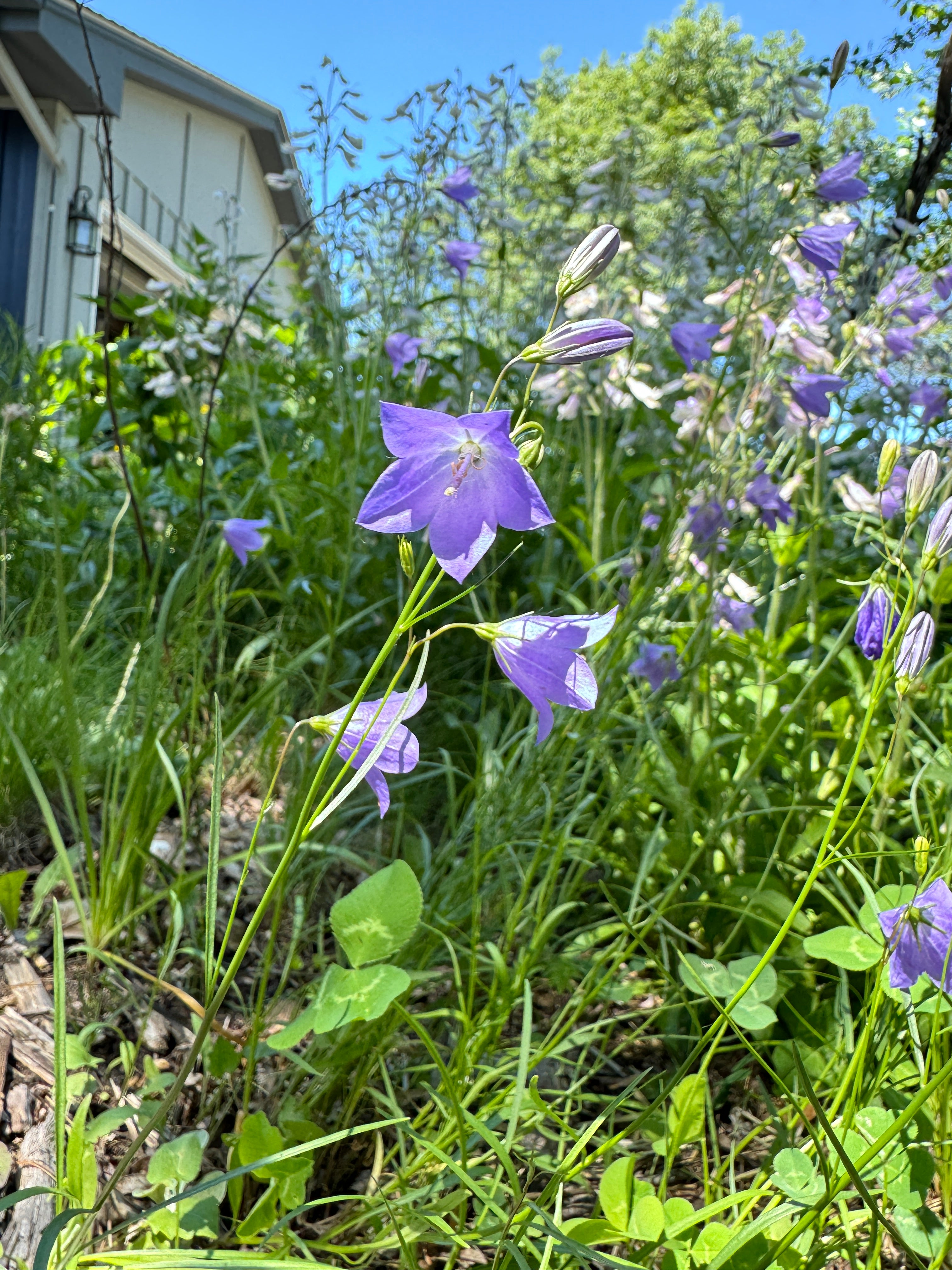 Harebell (Campanula Rotundifolia)