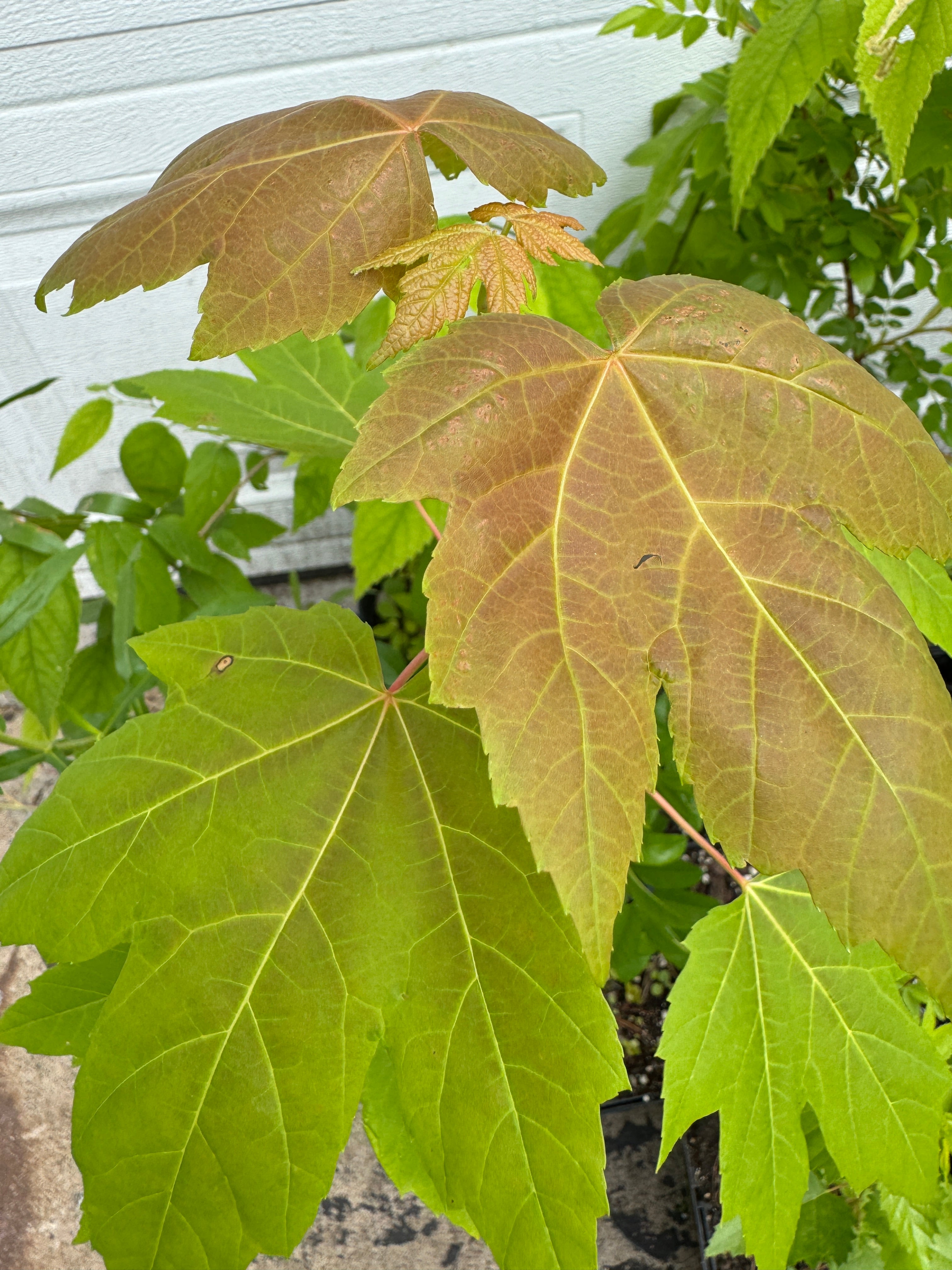 Silver Maple (Acer Saccharinum)