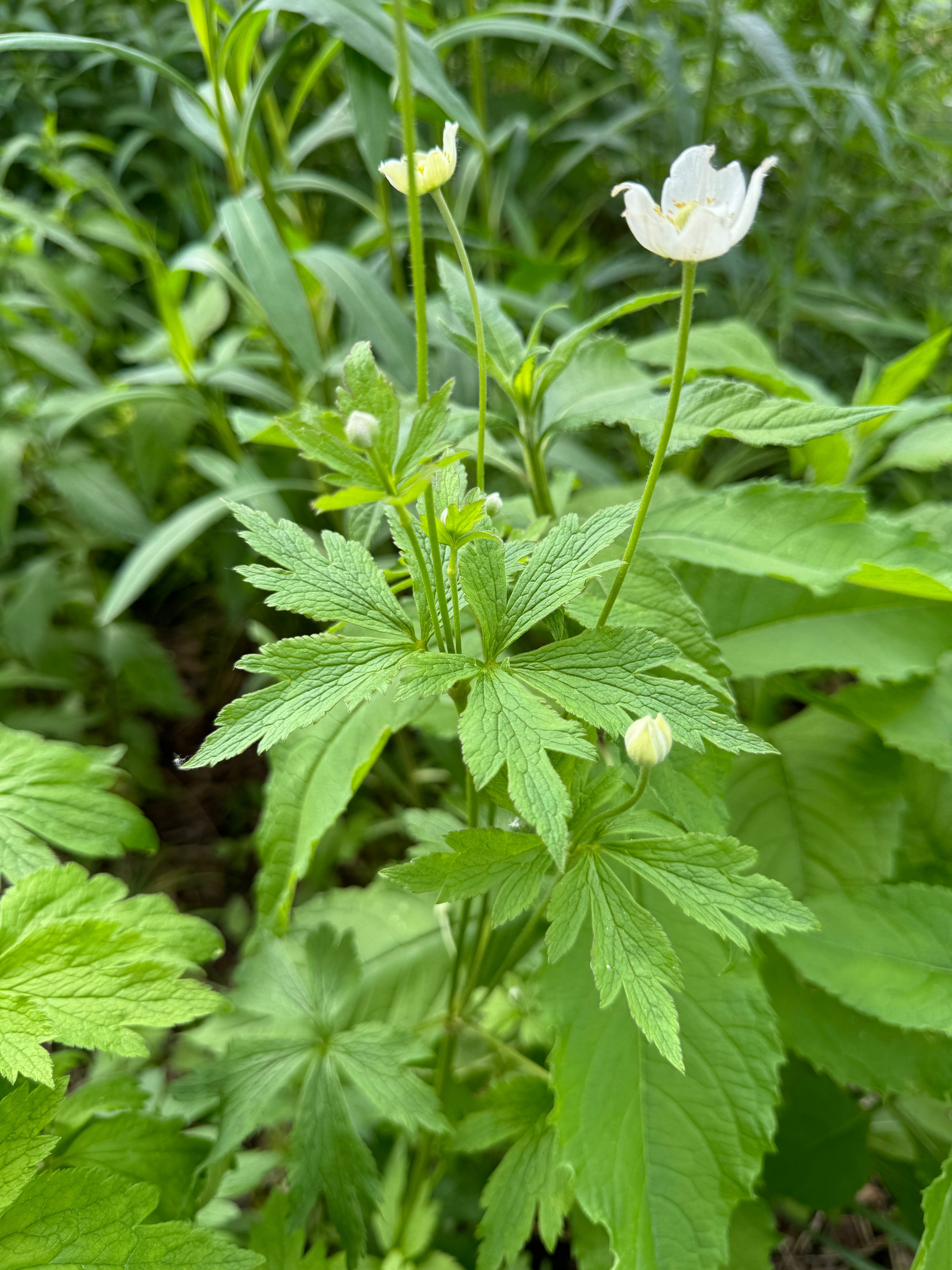 Tall Thimbleweed (Anemone Virginiana)