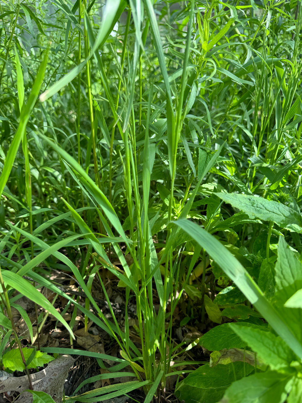 Prairie Brome (Bromus Kalmii)