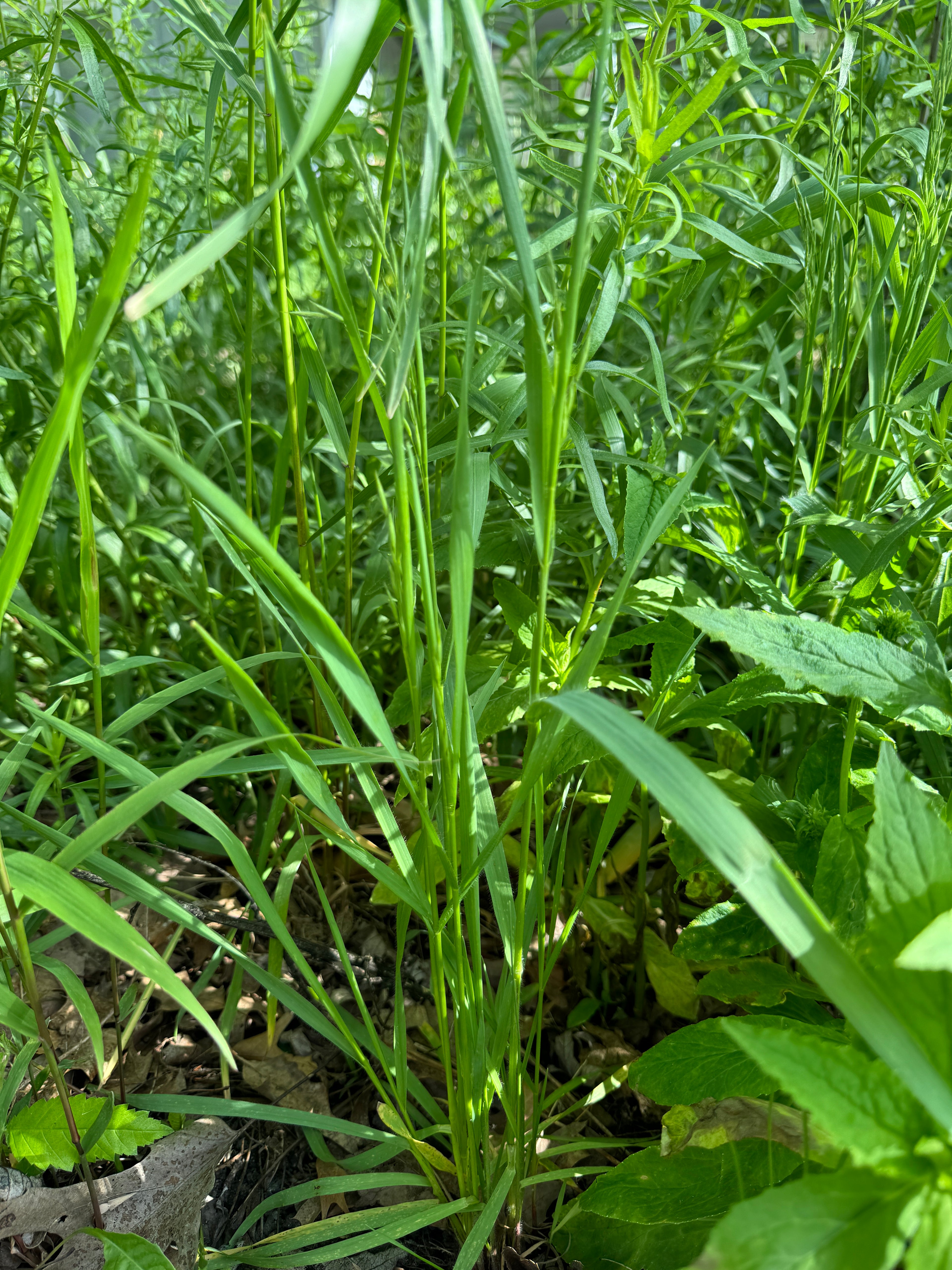 Prairie Brome (Bromus Kalmii)