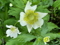 Tall Thimbleweed (Anemone Virginiana)