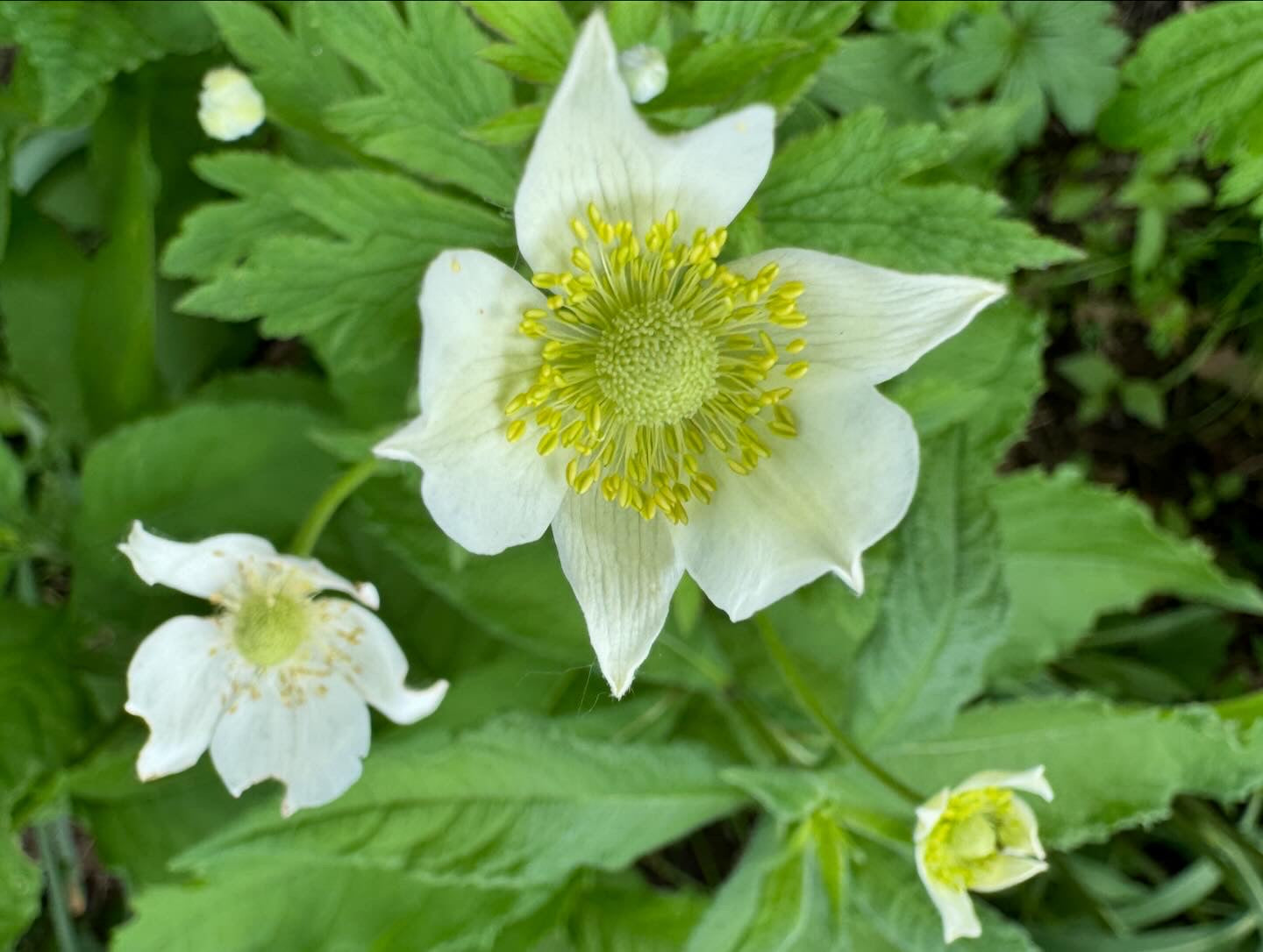 Tall Thimbleweed (Anemone Virginiana)