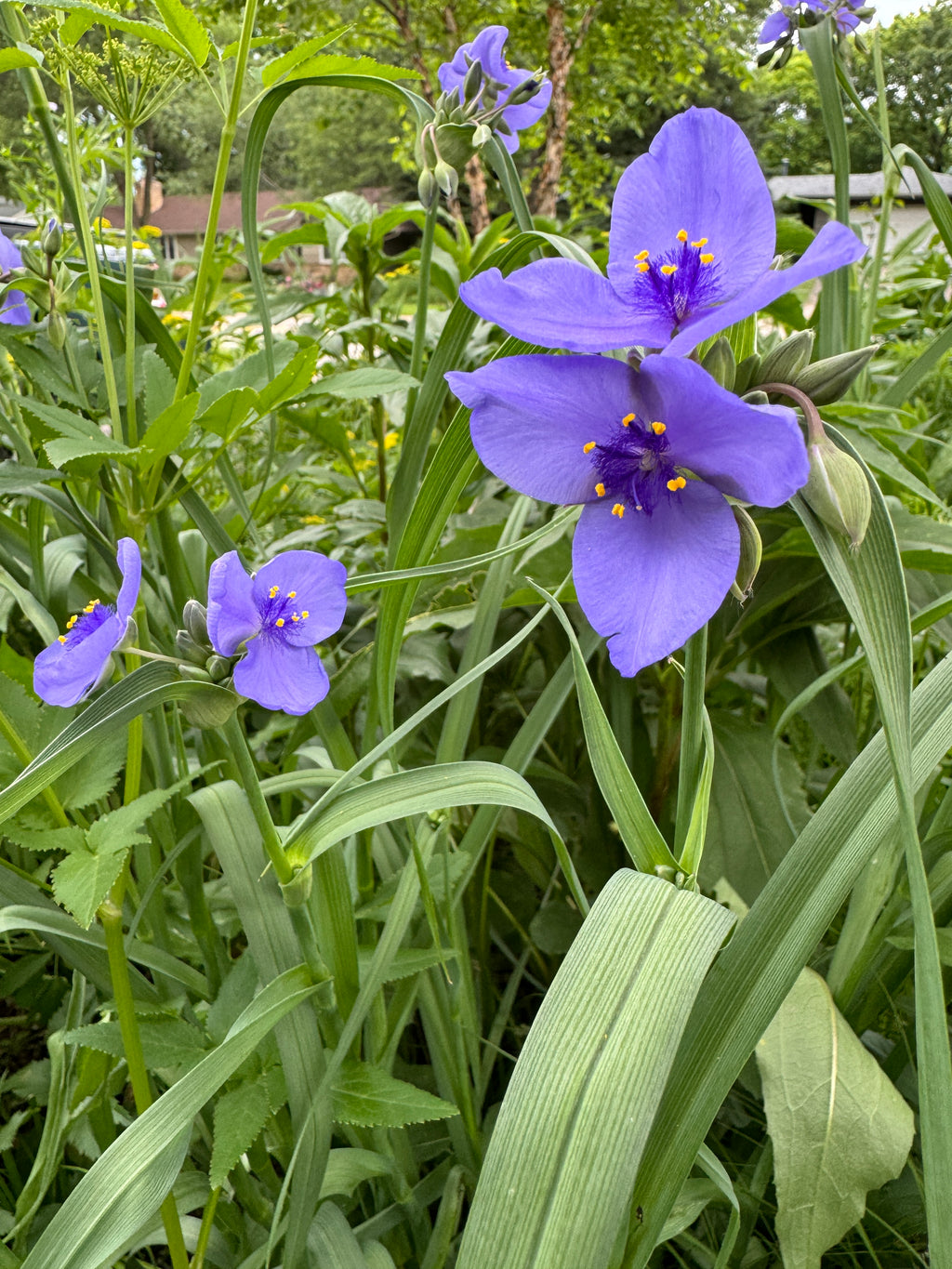 Ohio Spiderwort (Tradescantia Ohiensis)