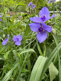 Ohio Spiderwort (Tradescantia Ohiensis)