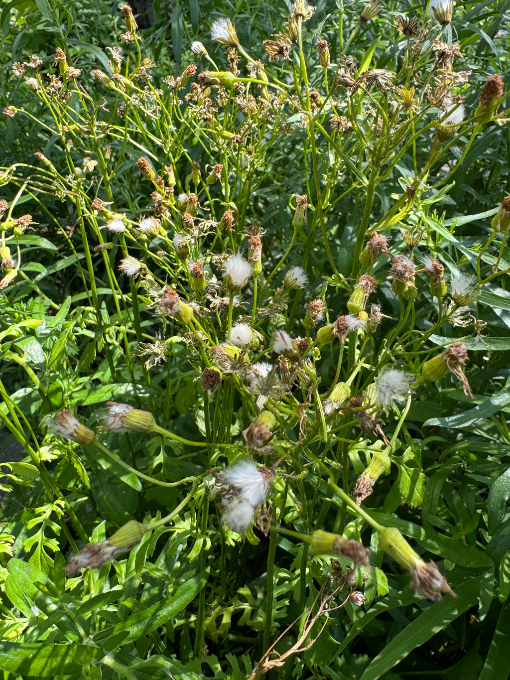 Golden Ragwort (Packera Aurea)