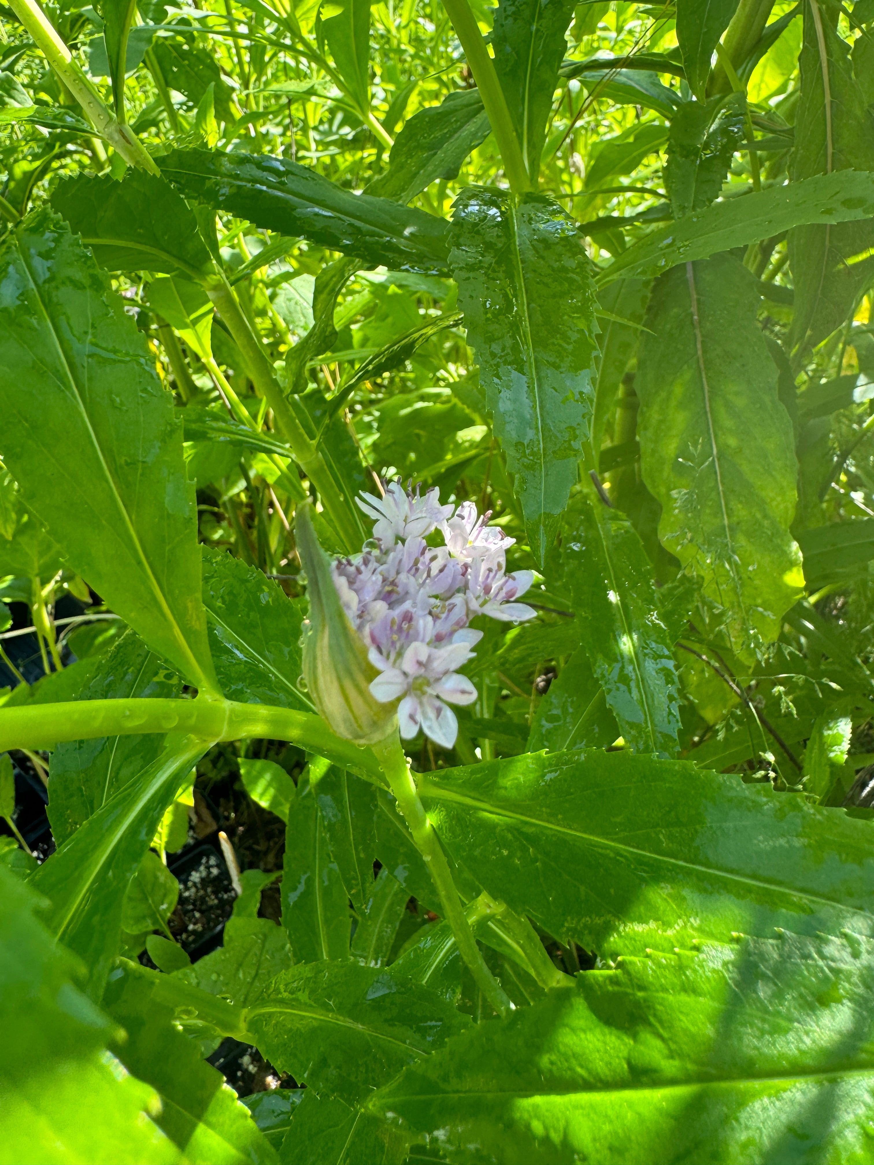 Wild Garlic (Allium canadense)