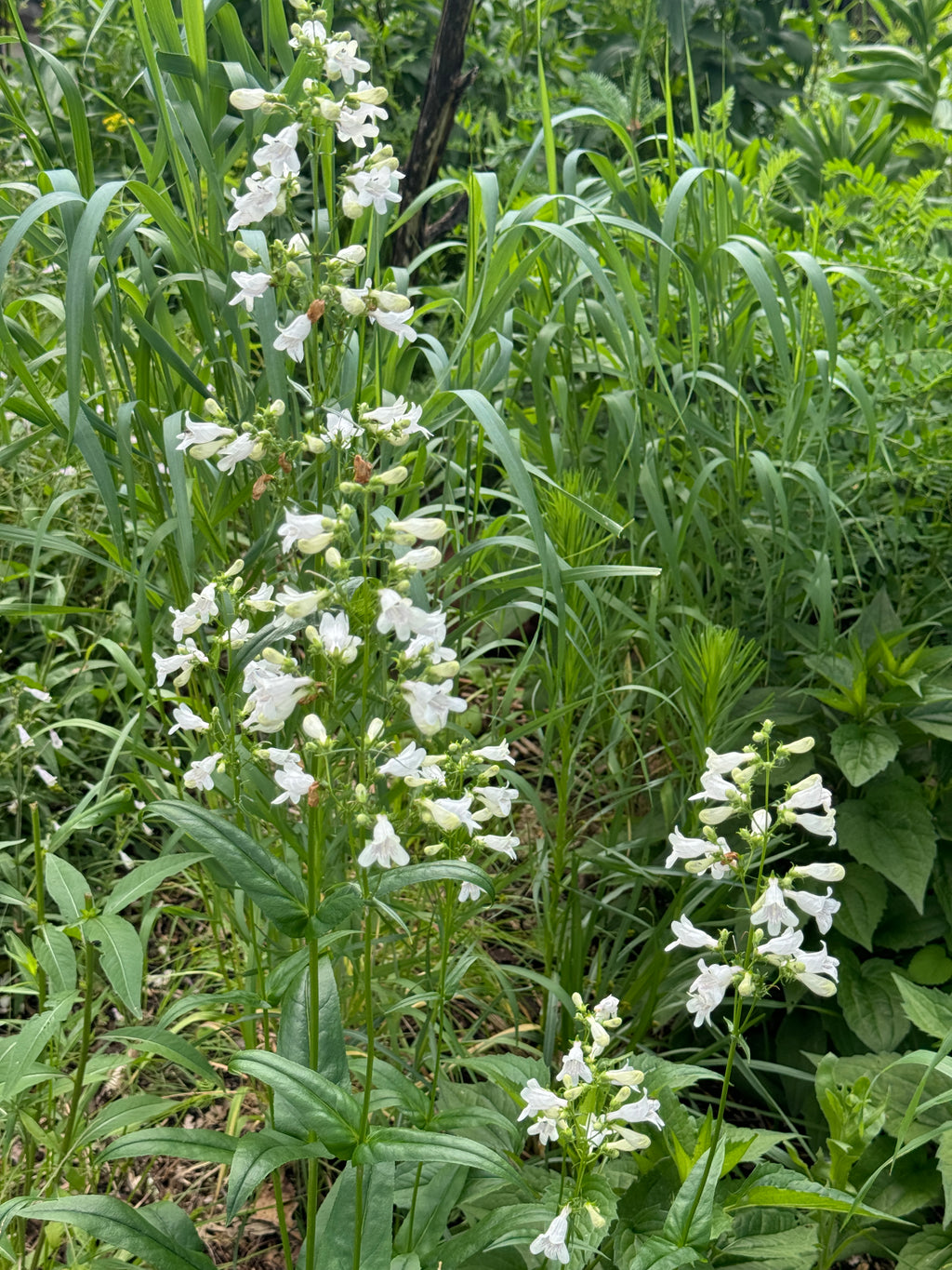 Foxglove Beardtongue (Penstemon Digitalis)