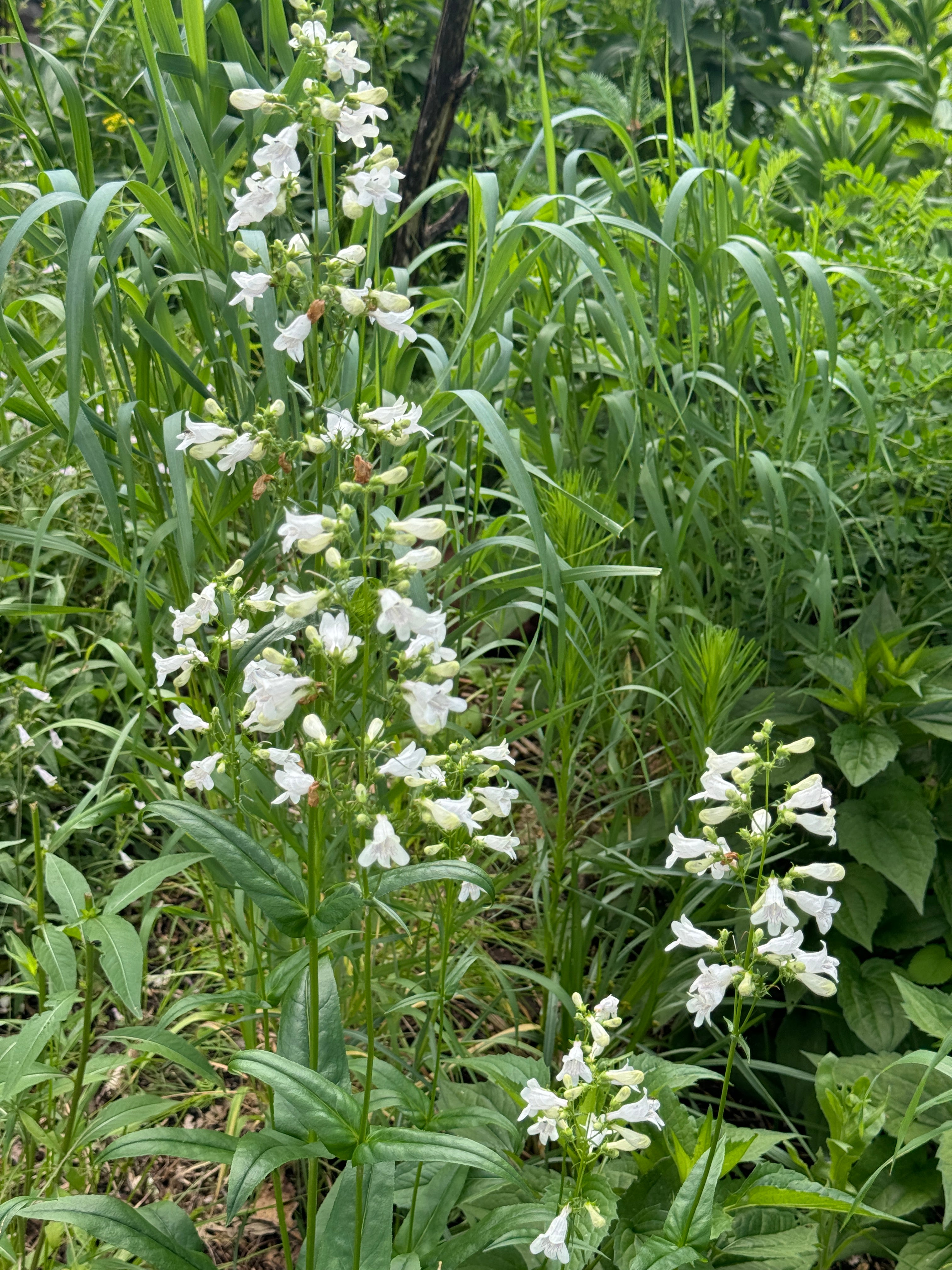 Foxglove Beardtongue (Penstemon Digitalis)