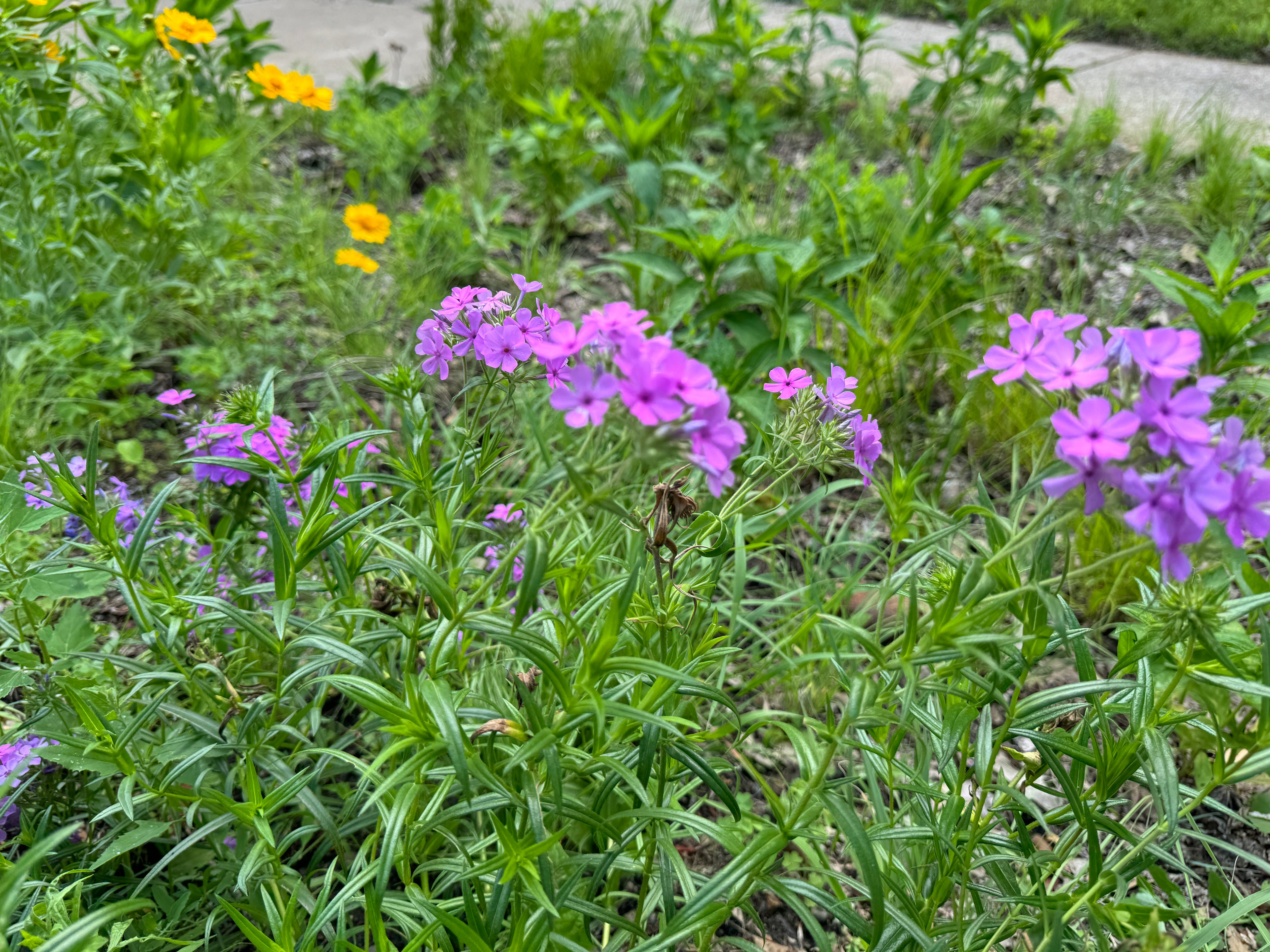 Prairie Phlox (Phlox Pilosa)