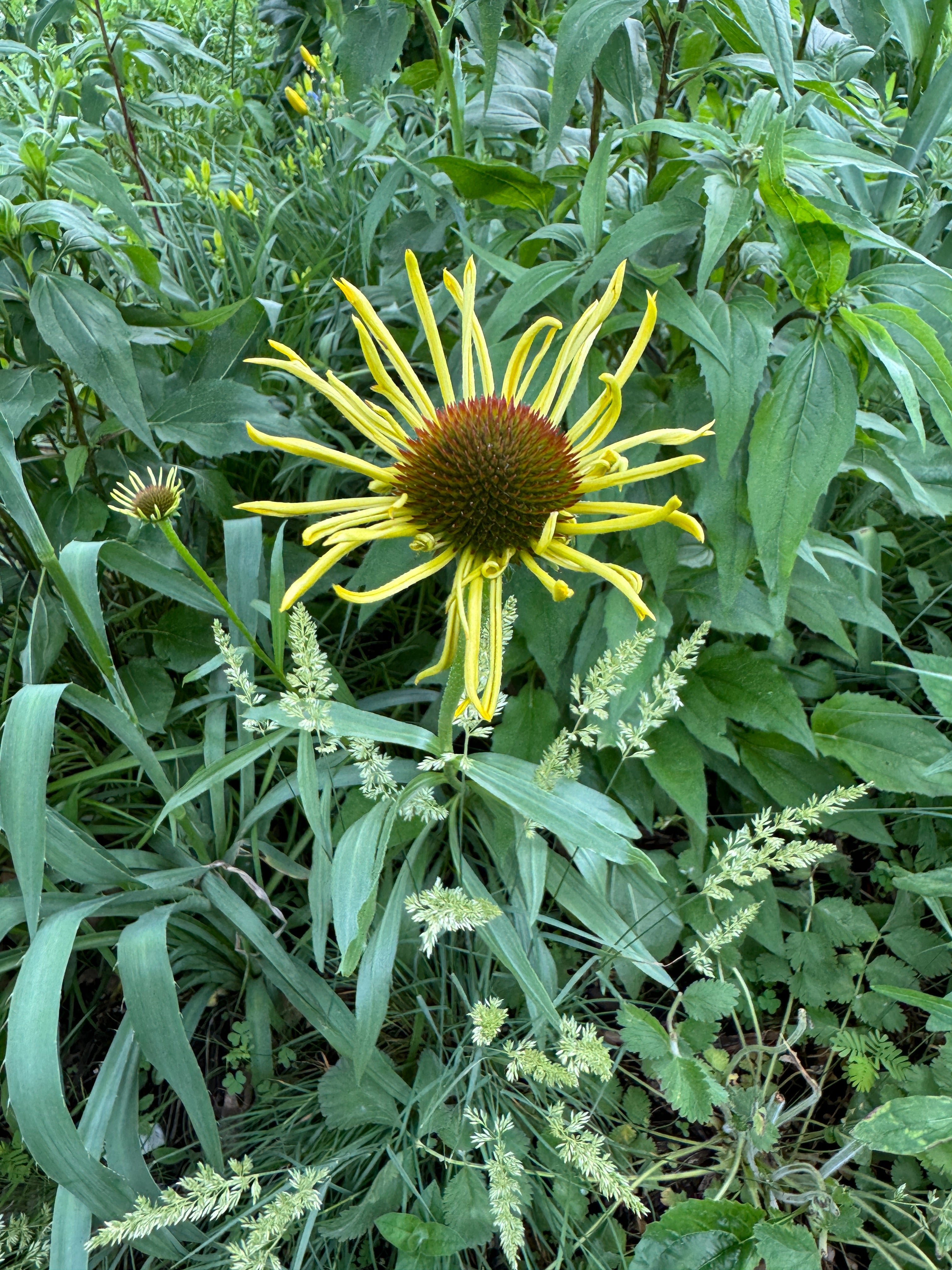 Bush's Coneflower (Echinacea Paradoxa)