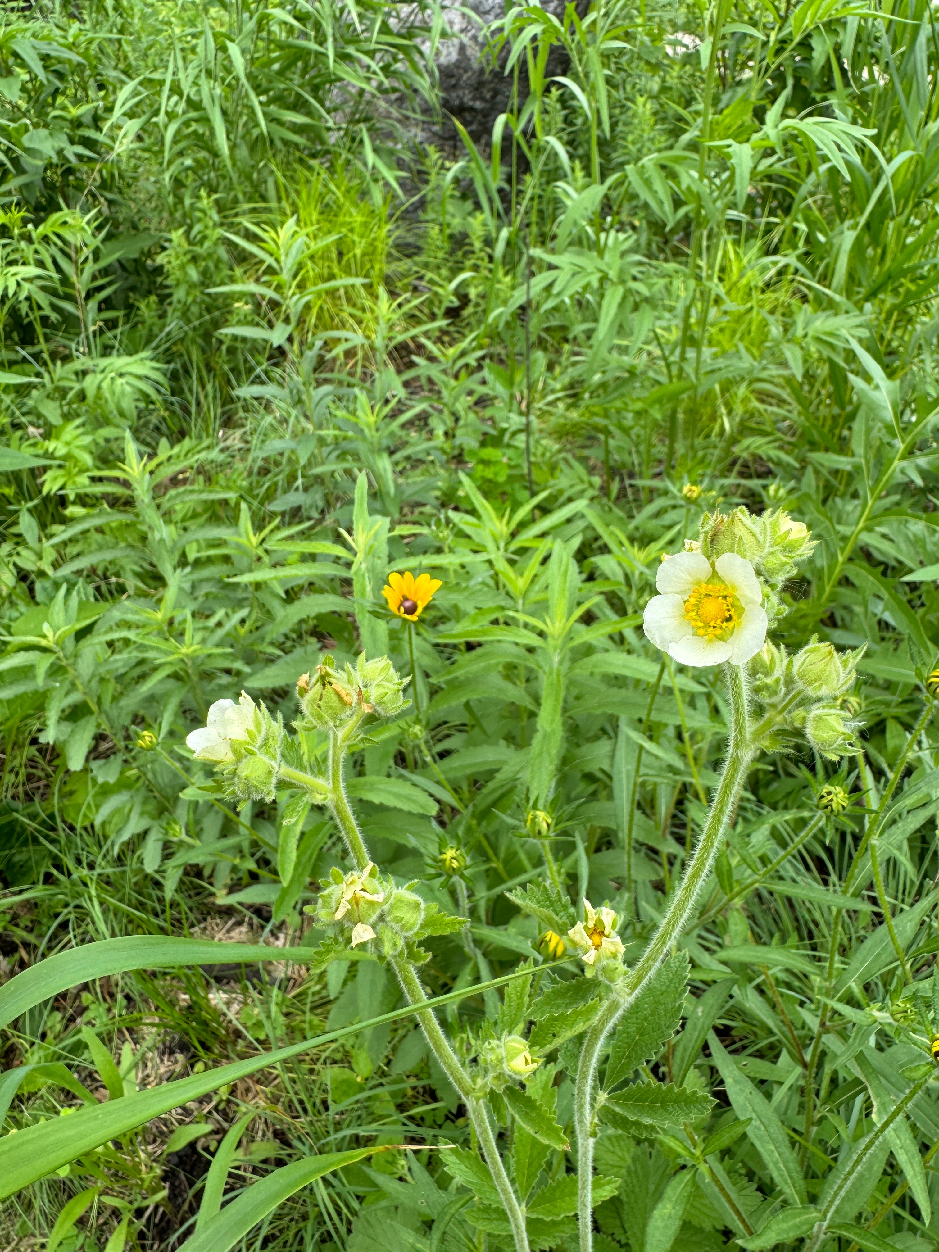 Prairie Cinquefoil (Drymocallis Arguta)