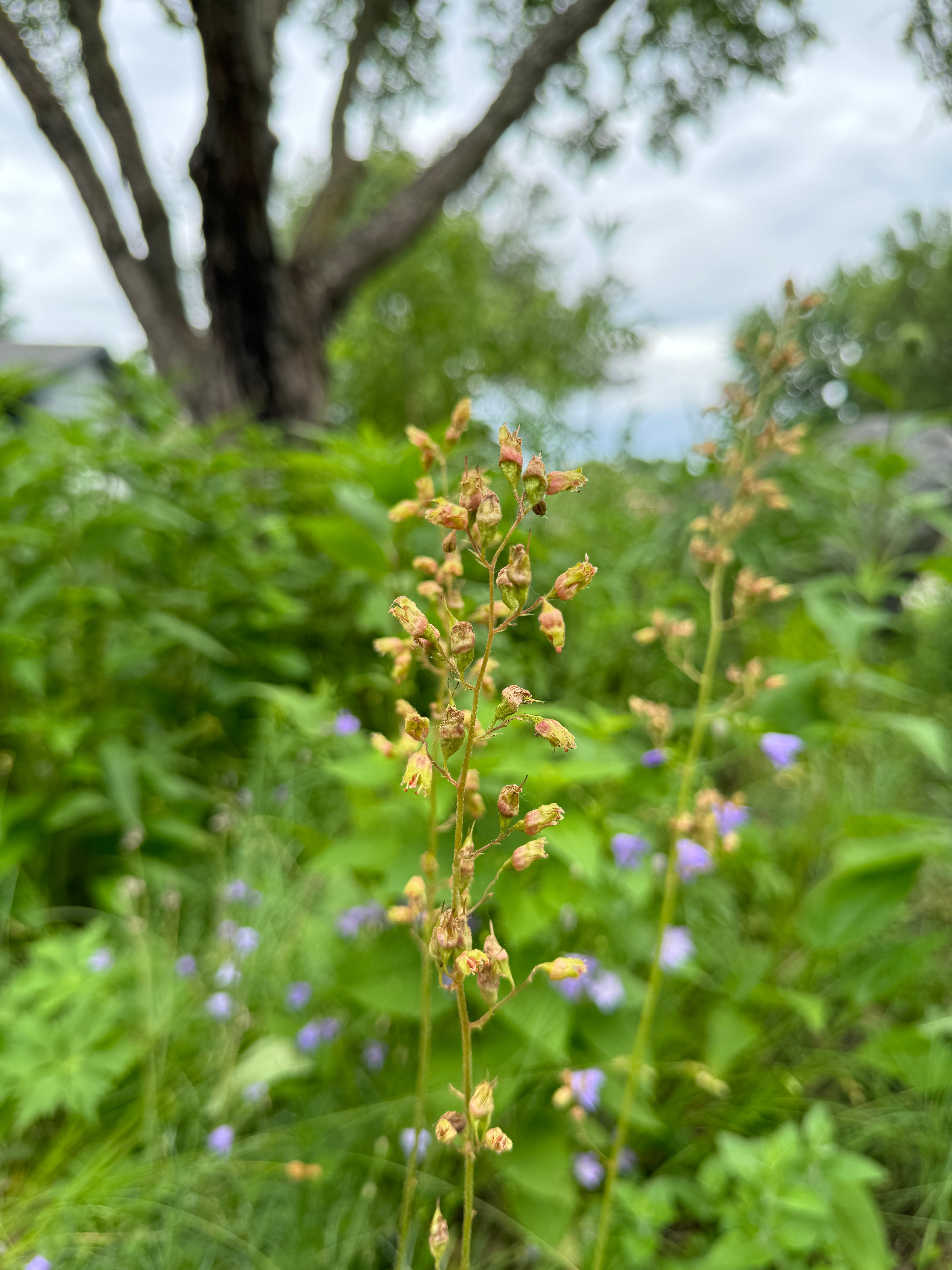 Prairie Alumroot (Heuchera Richardsonii)