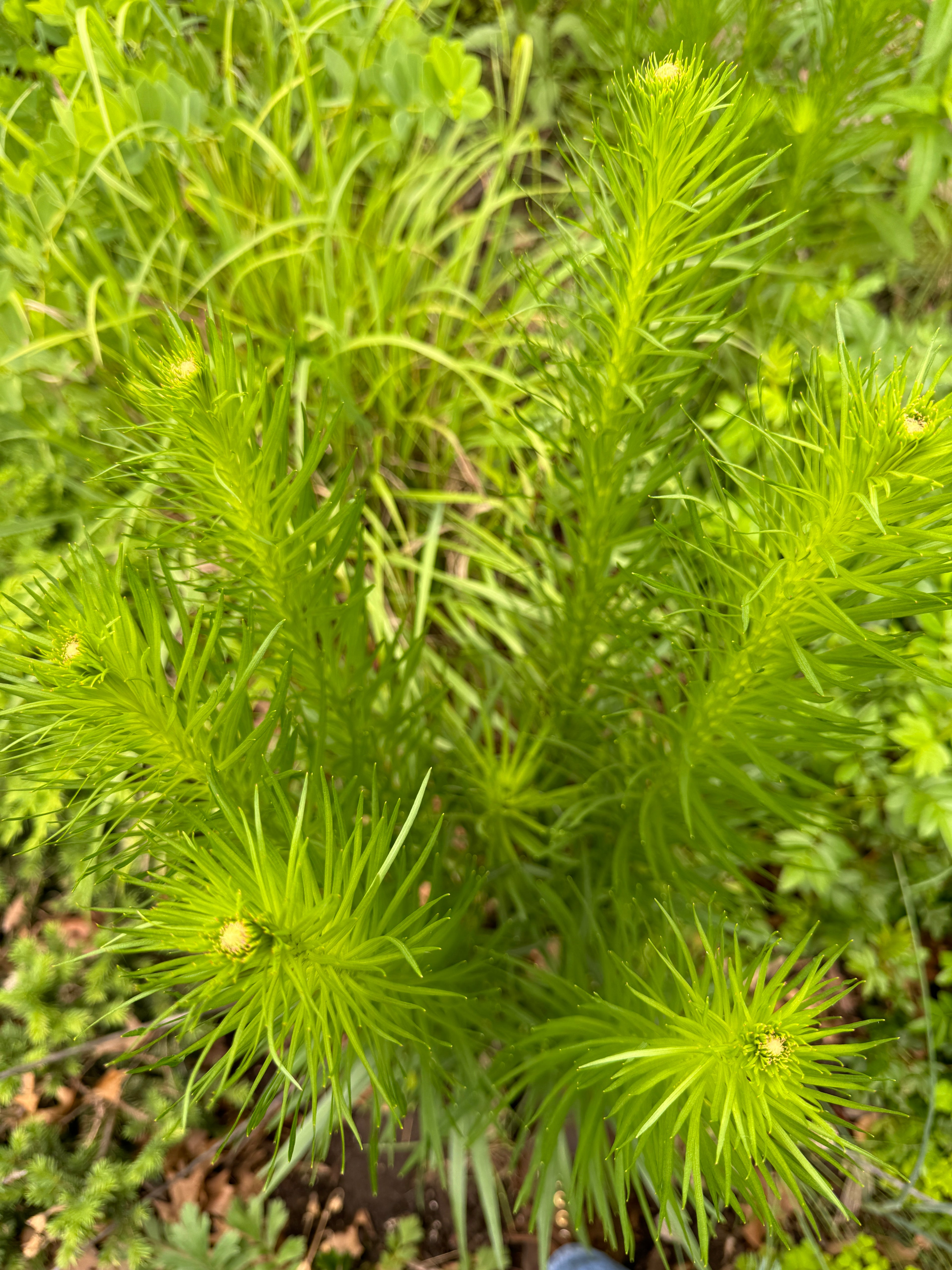 Prairie Blazing Star (Liatris Pycnostachya)