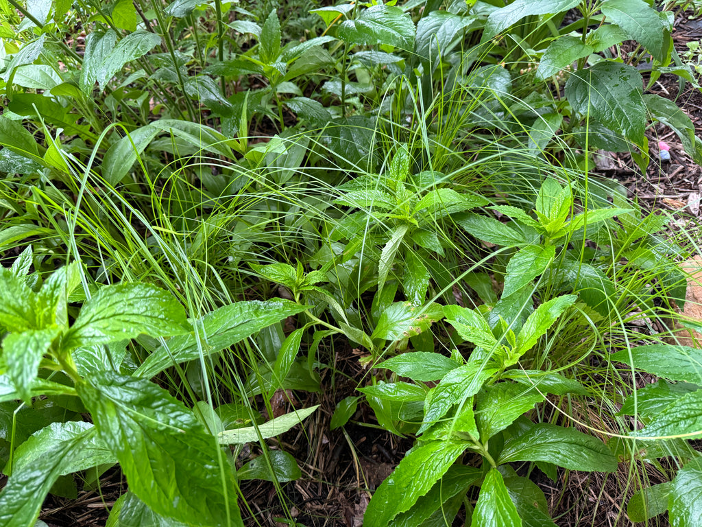 Brown Fox Sedge (Carex Vulpinoidea)