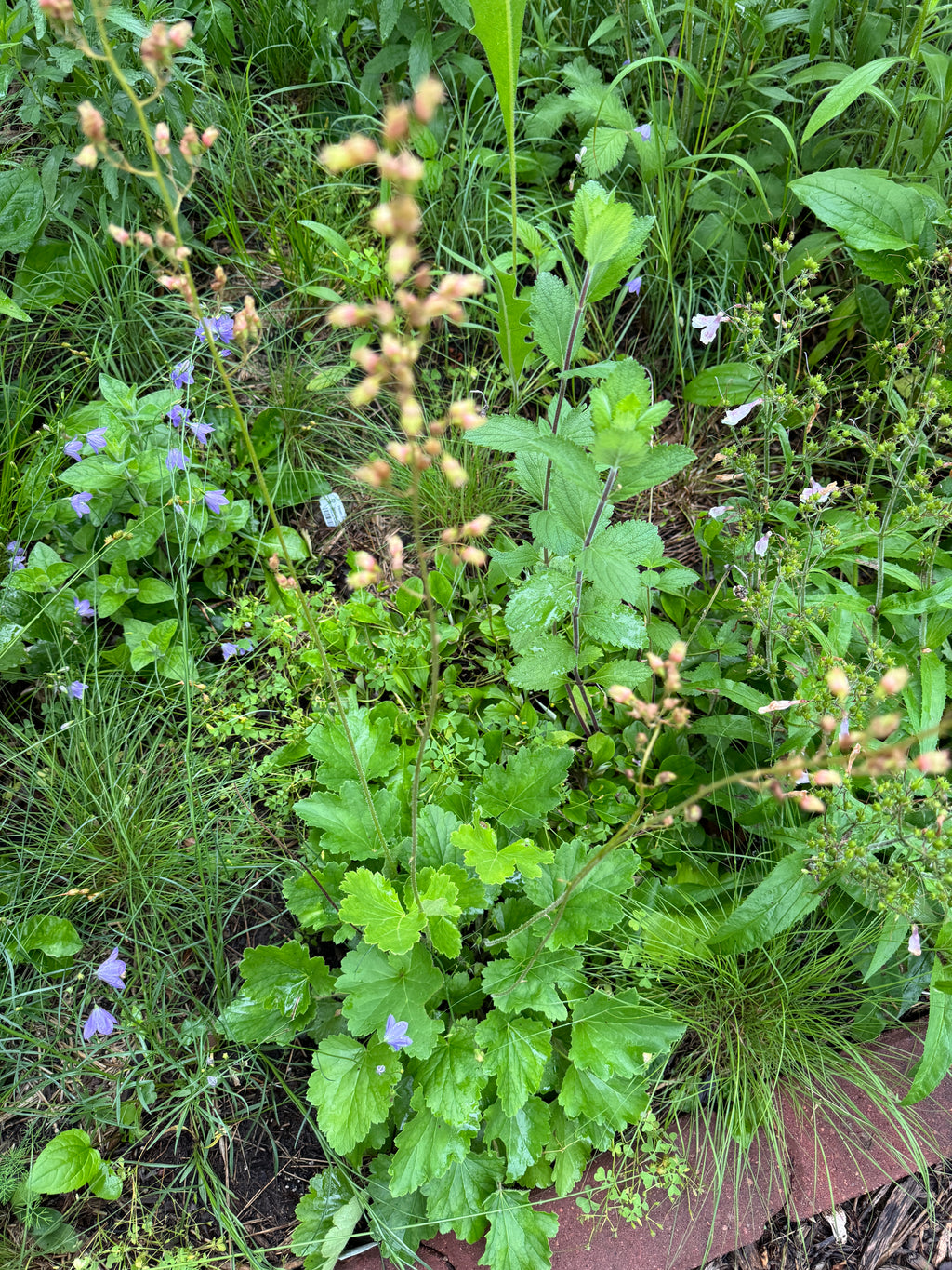 Prairie Alumroot (Heuchera Richardsonii)