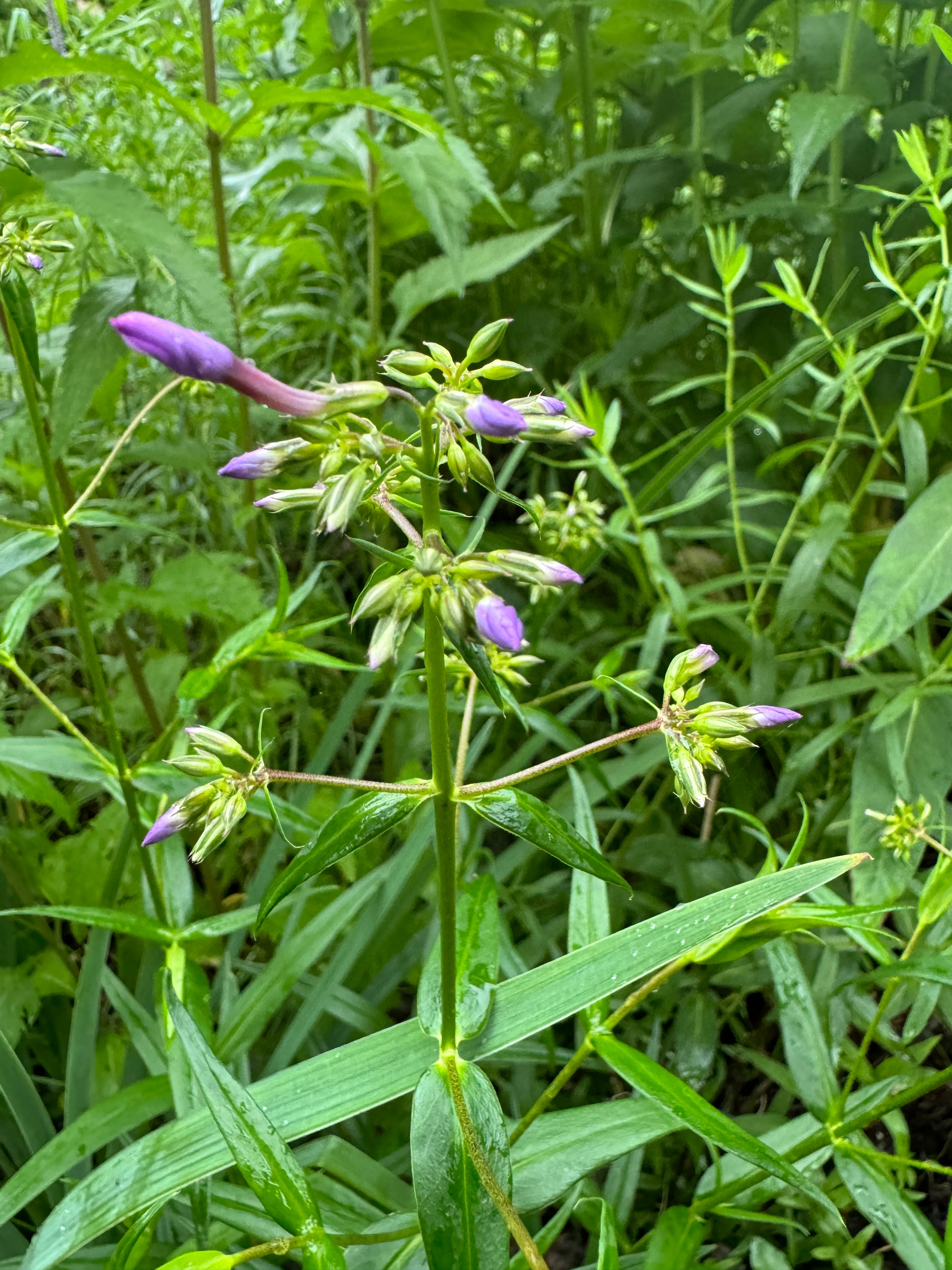 Smooth Phlox (Phlox glaberrima interior)