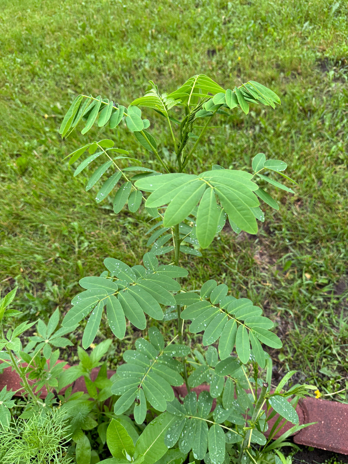 Wild Senna (Senna hebecarpa)