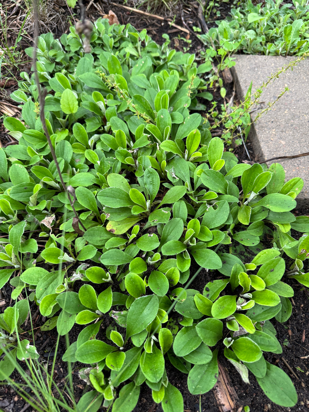 Plantain-leaved Pussytoes (Antennaria Plantaginifolia)