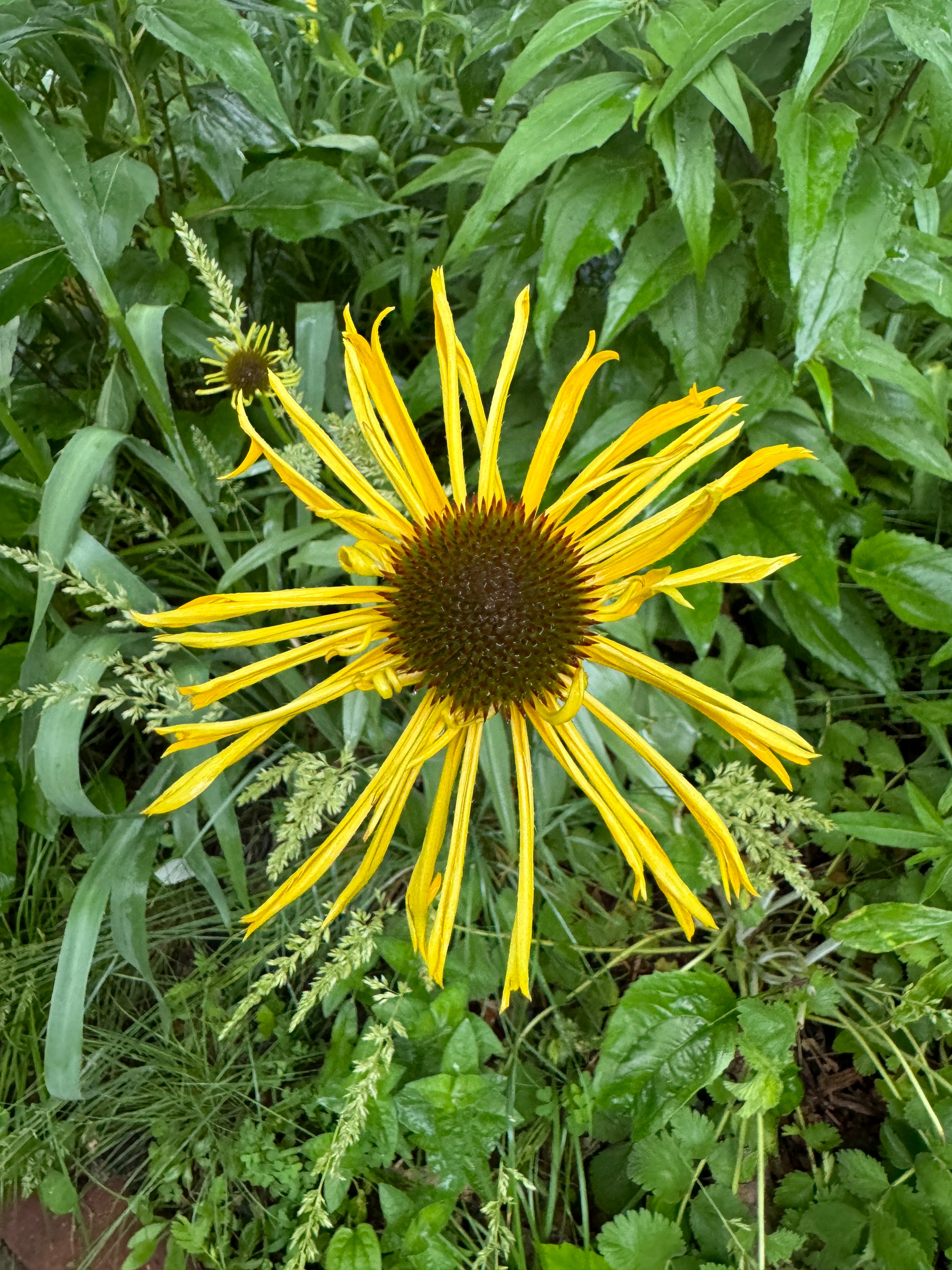 Bush's Coneflower (Echinacea Paradoxa)