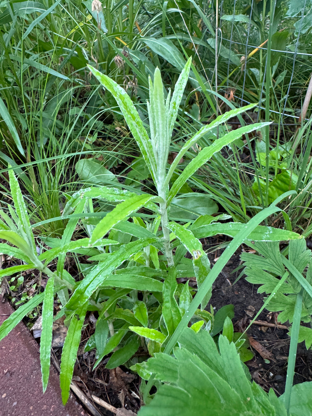 Pearly Everlasting (Anaphalis Margaritacea)
