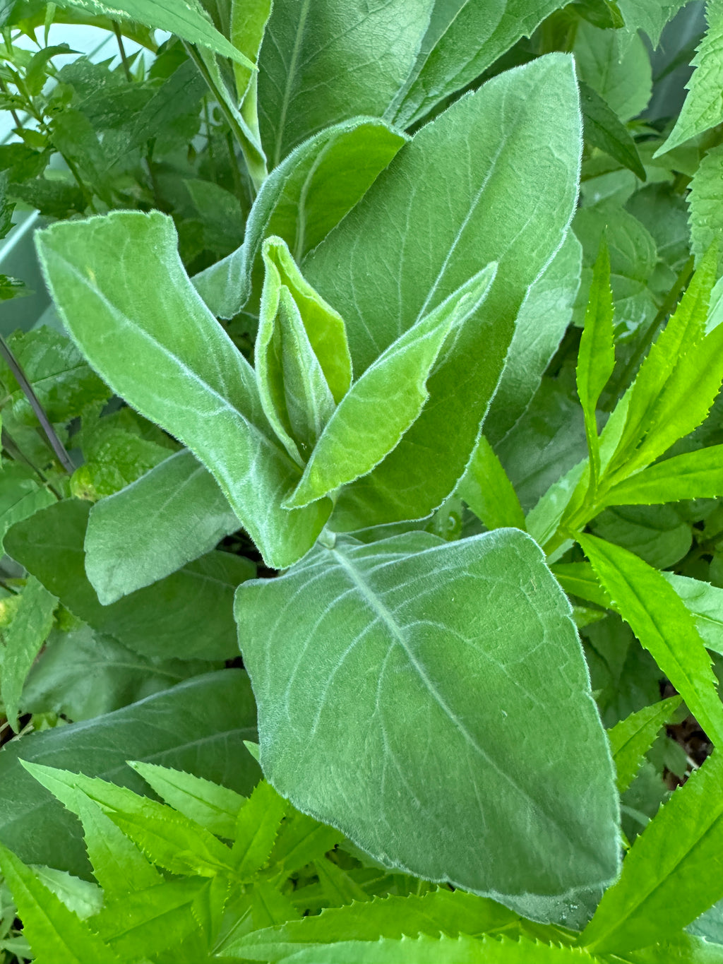 Downy Sunflower (Helianthus Mollis)