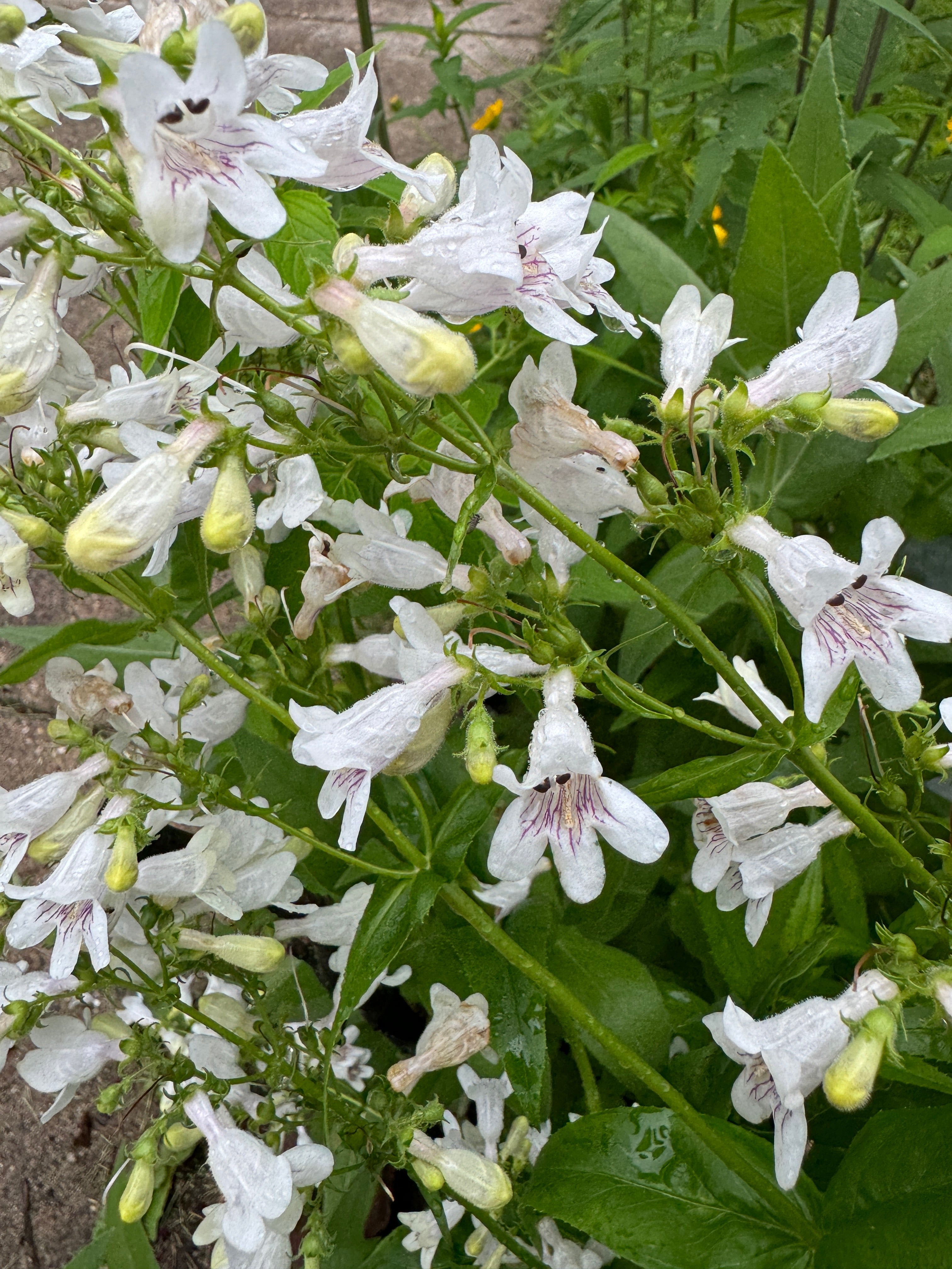 Foxglove Beardtongue (Penstemon Digitalis)