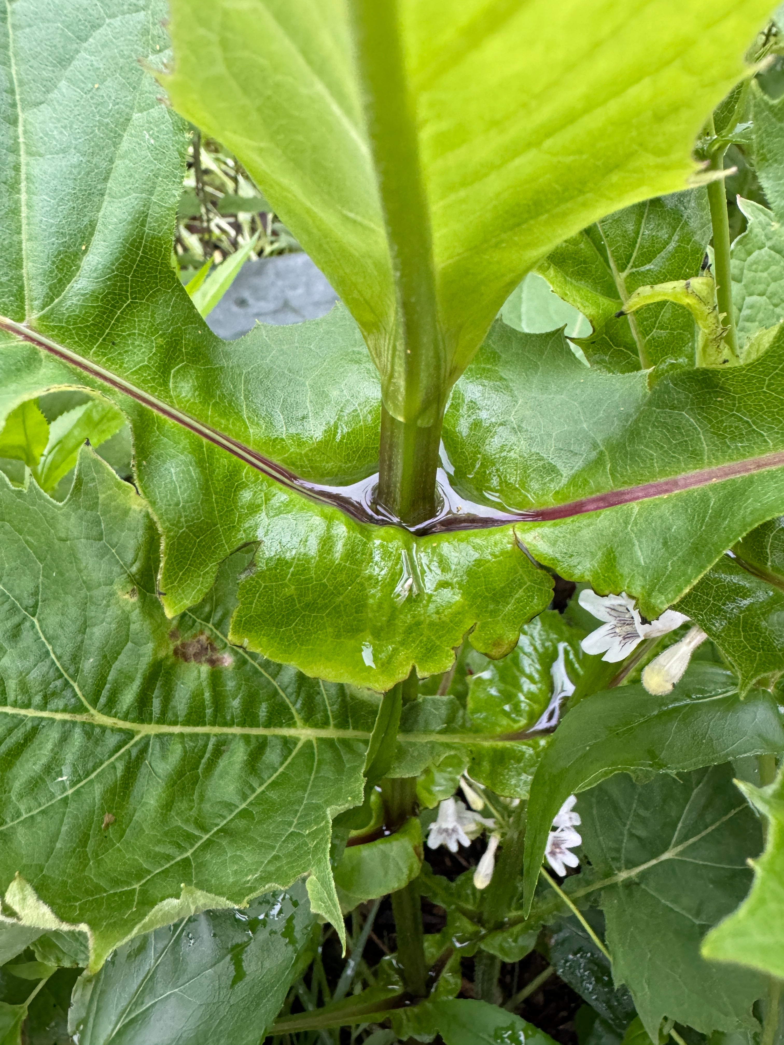 Cup Plant (Silphium Perfoliatum)