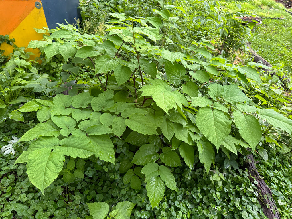 Spikenard (Aralia Racemosa)