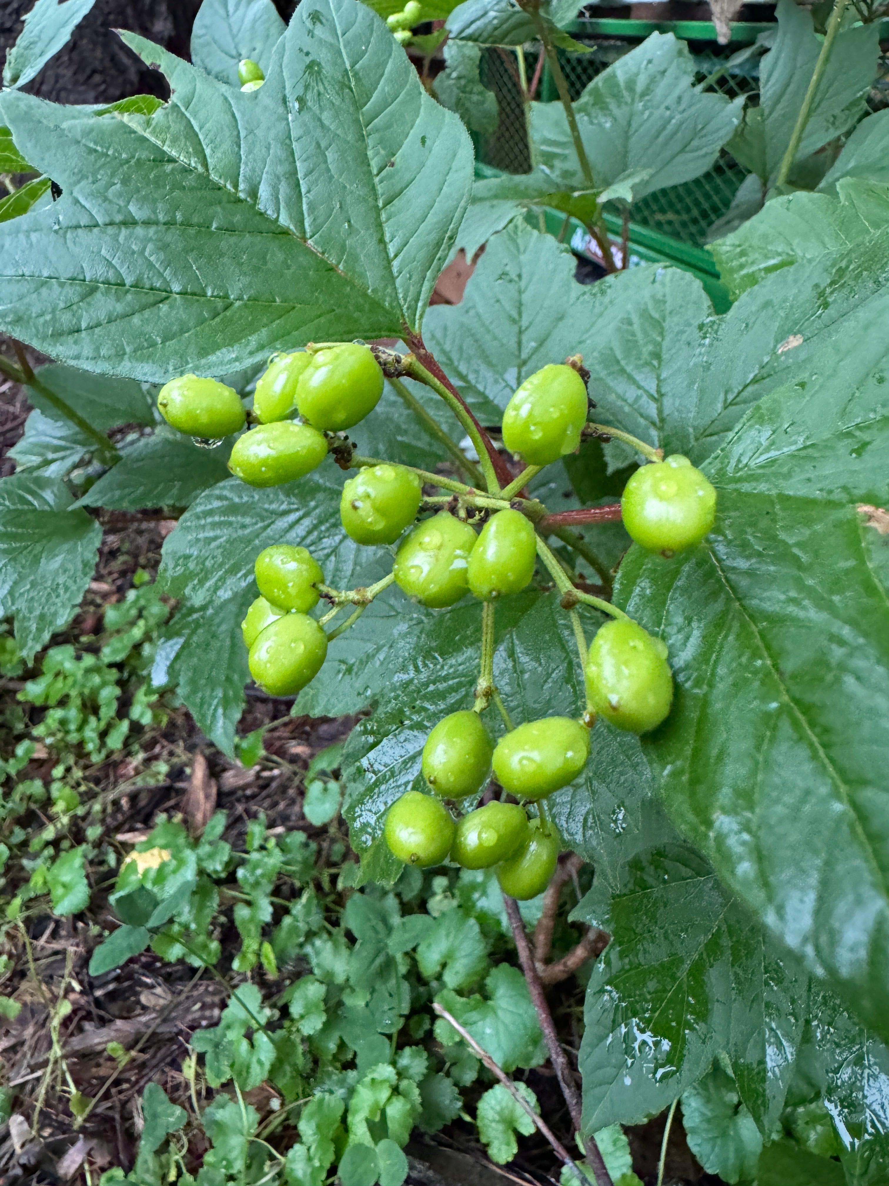 American Highbush Cranberry (Viburnum opulus var. americanum)