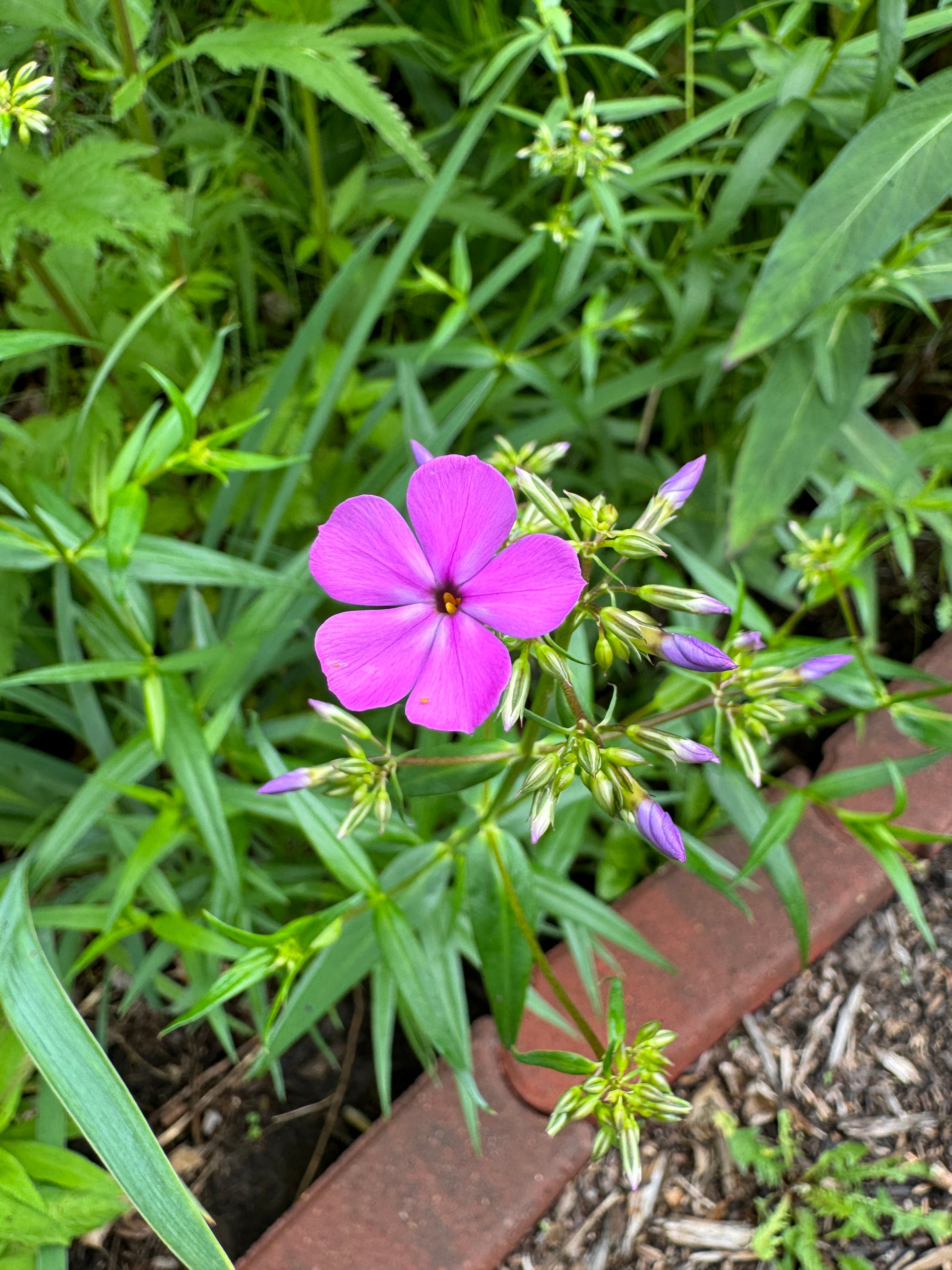 Smooth Phlox (Phlox glaberrima interior)