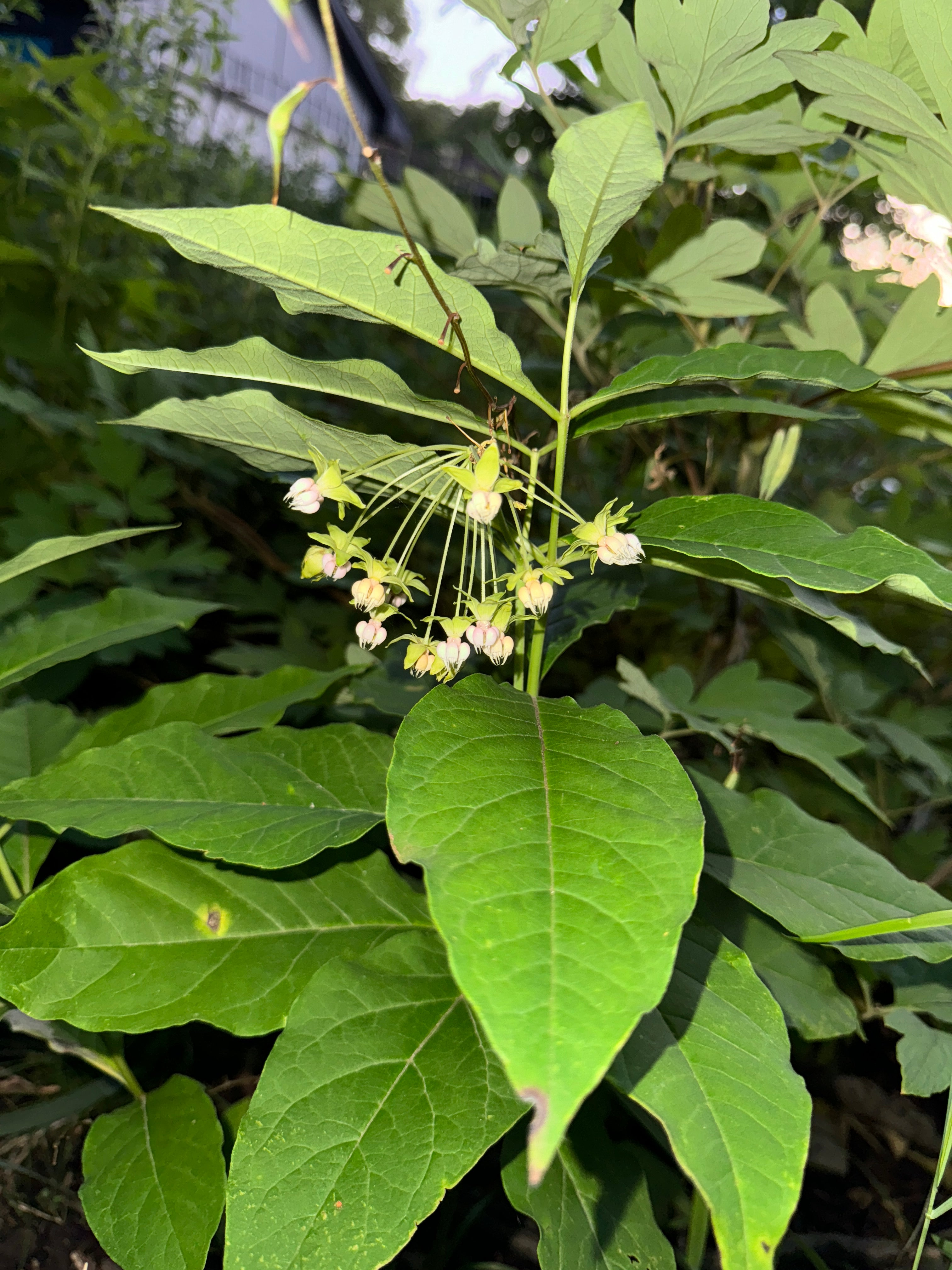 Poke Milkweed (Asclepias Exaltata)