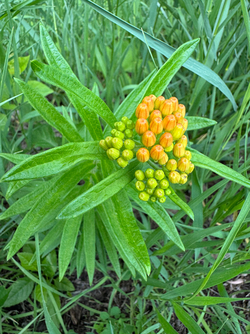 Butterfly Milkweed (Asclepias Tuberosa)